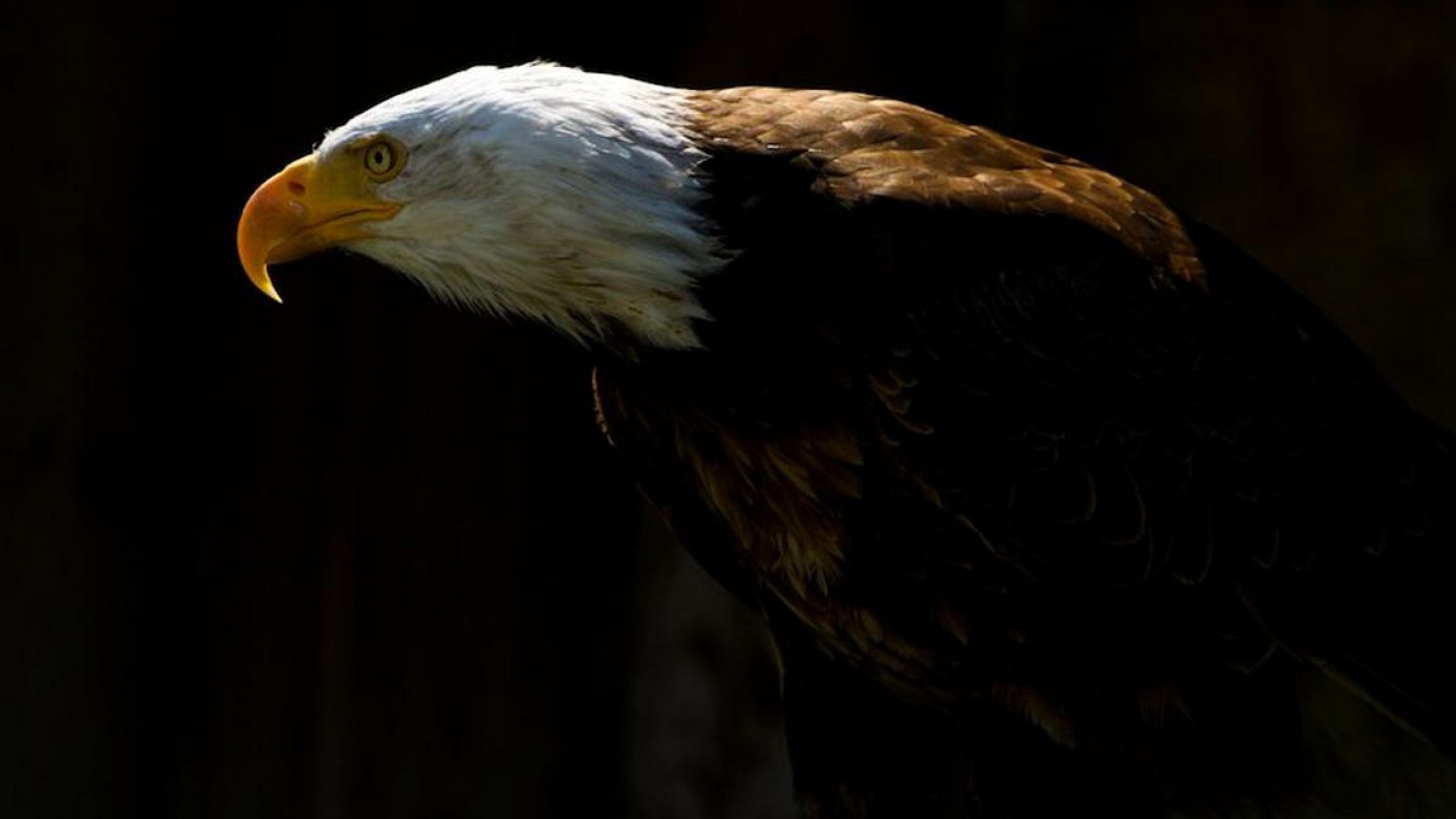 Bald Eagle profile, Yellow hooked beak, Dark shadowed backdrop — 2560×1440 HD wallpaper