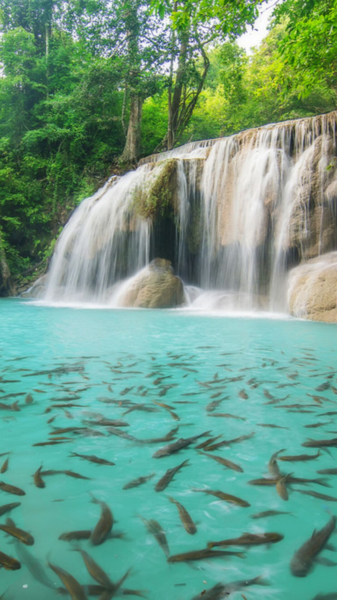 Erawan Falls Thailand, Fish in turquoise pool, Jungle waterfall cascade — 1080×1920 HD wallpaper