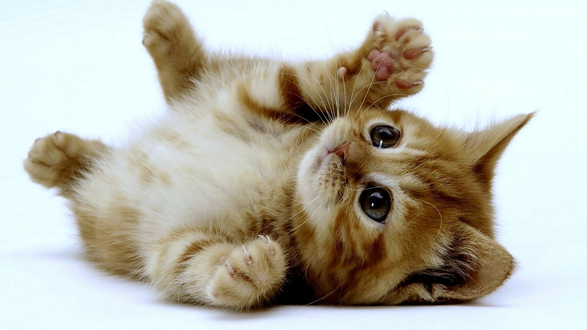 Ginger tabby kitten, Paws raised, White studio backdrop — 1920×1080 HD wallpaper