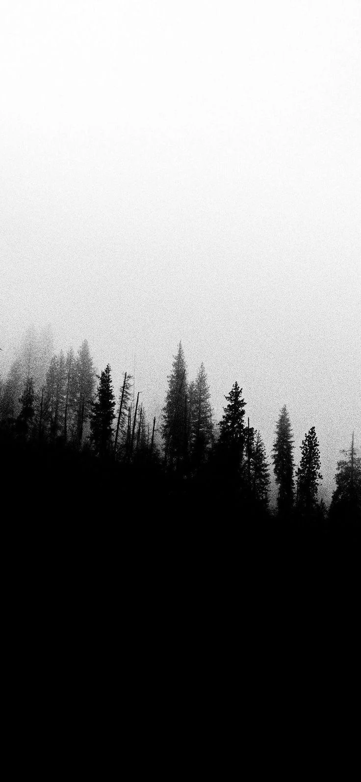 Forest Fog 4K Wallpaper Forest Fog 4K Wallpaper — 736×1592 HD wallpaper