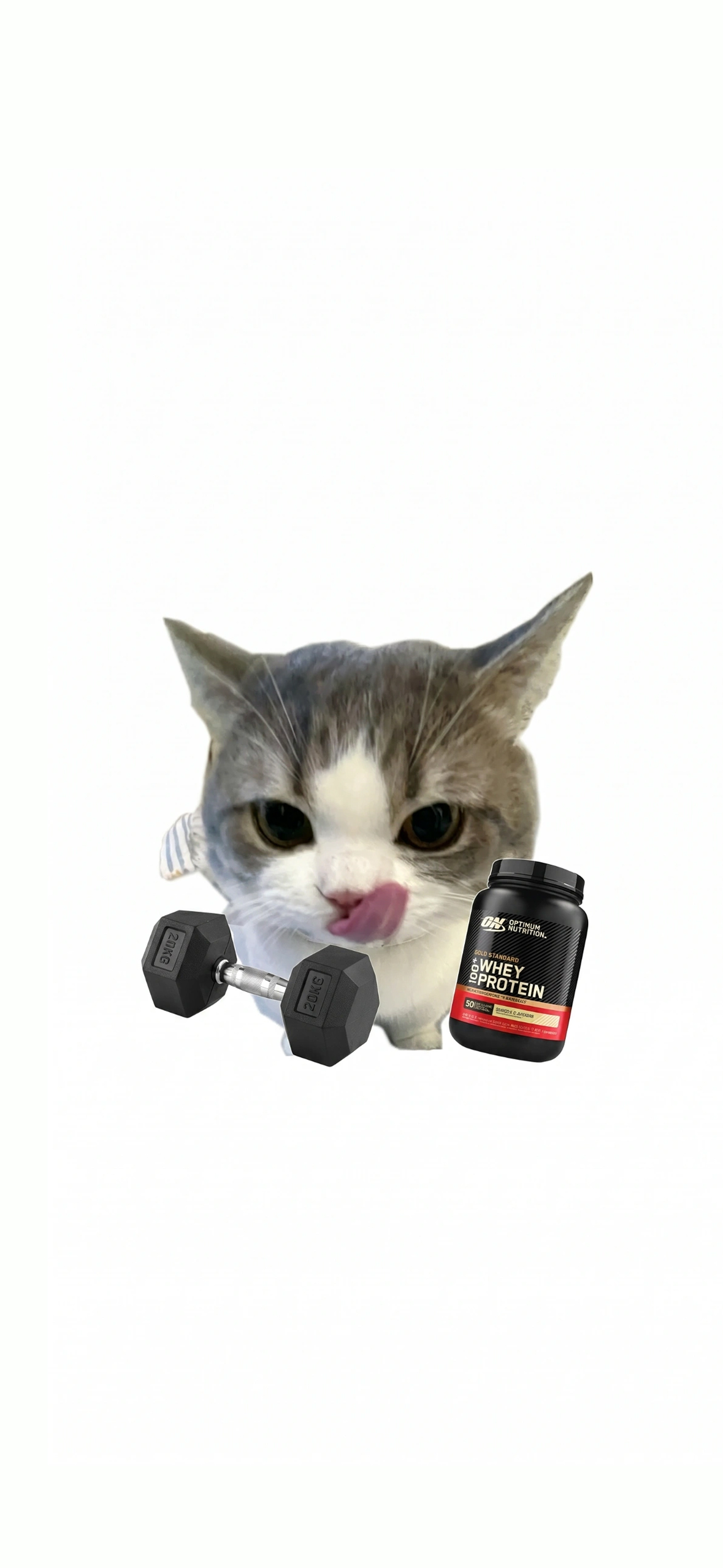Funny Cat Gym Wallpaper Funny Cat Gym Wallpaper — 1179×2556 HD wallpaper
