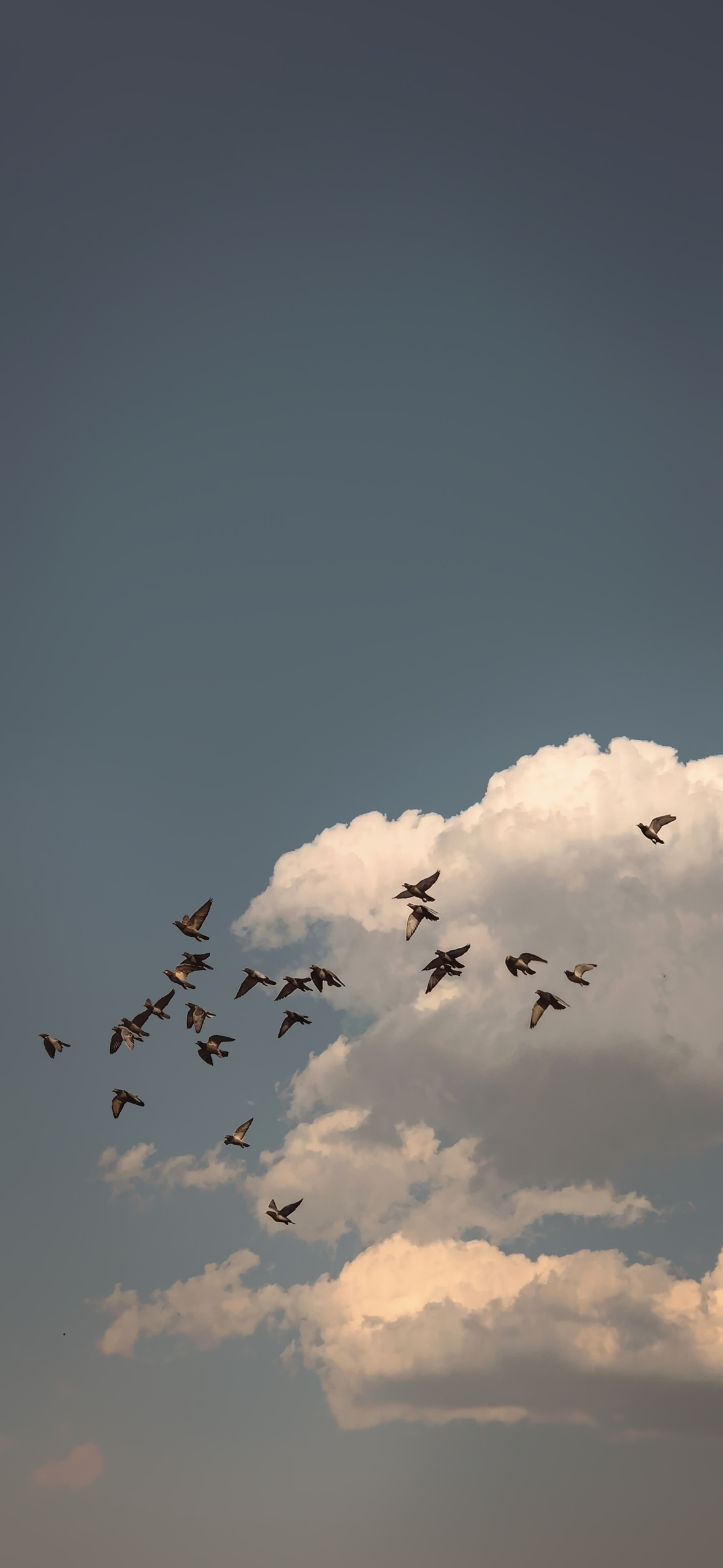 Flying Birds Sky Wallpaper Flying Birds Sky Wallpaper — 1179×2556 HD wallpaper