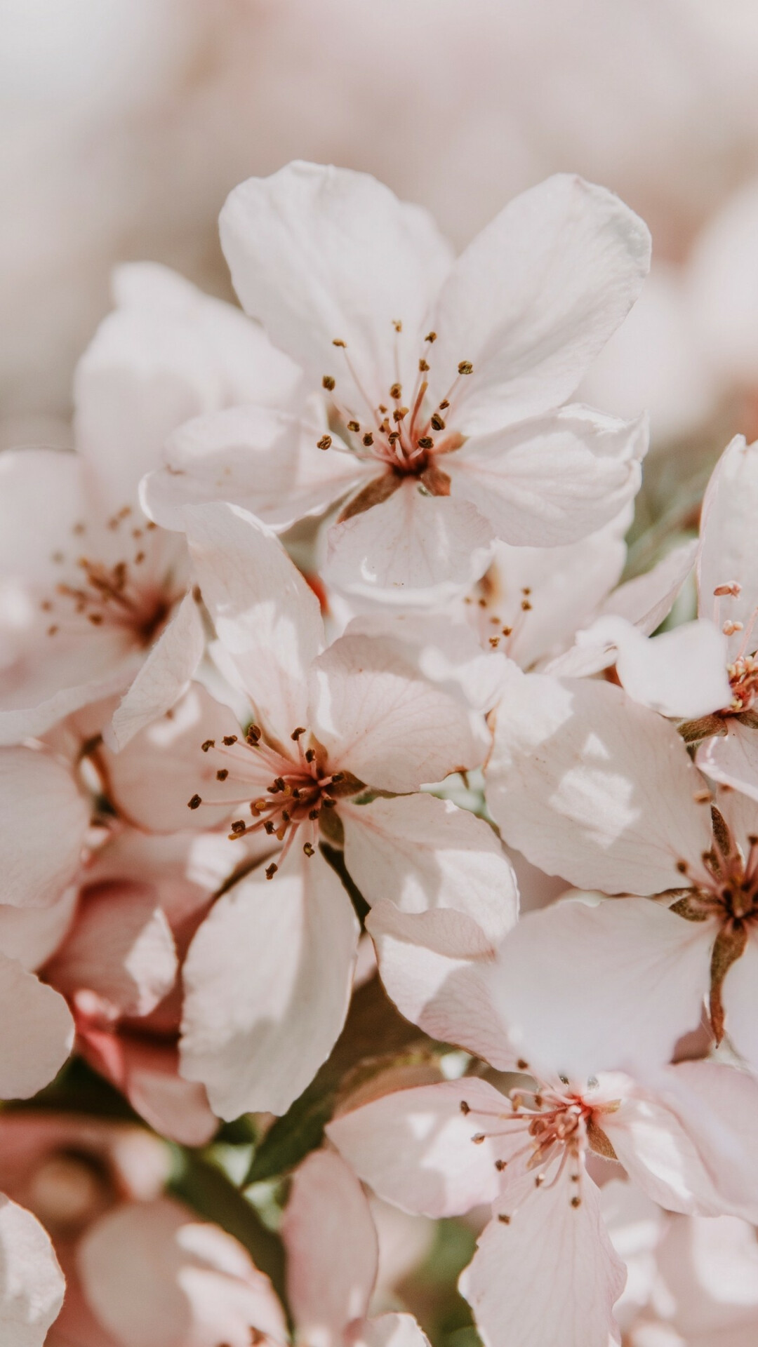 Cherry blossom petals, Pink flower stamens, Soft pastel bloom Cherry blossom petals, Pink flower stamens, Soft pastel bloom — 1080×1920 HD wallpaper