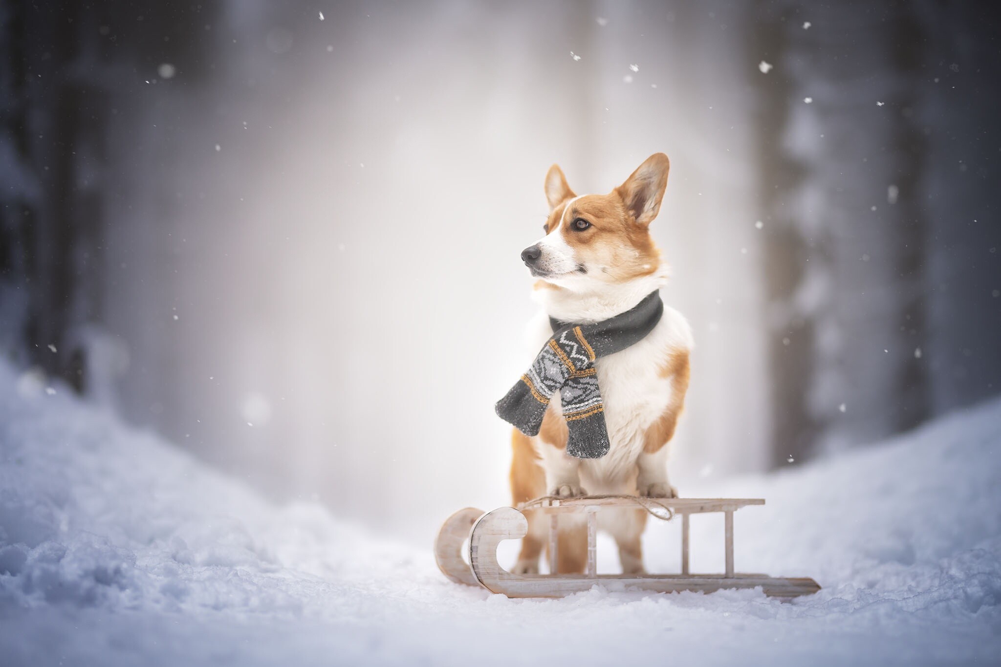 Sled, Corgis Wallpaper, HD Desktop Sled, Corgis Wallpaper, HD Desktop — 2048×1365 HD wallpaper