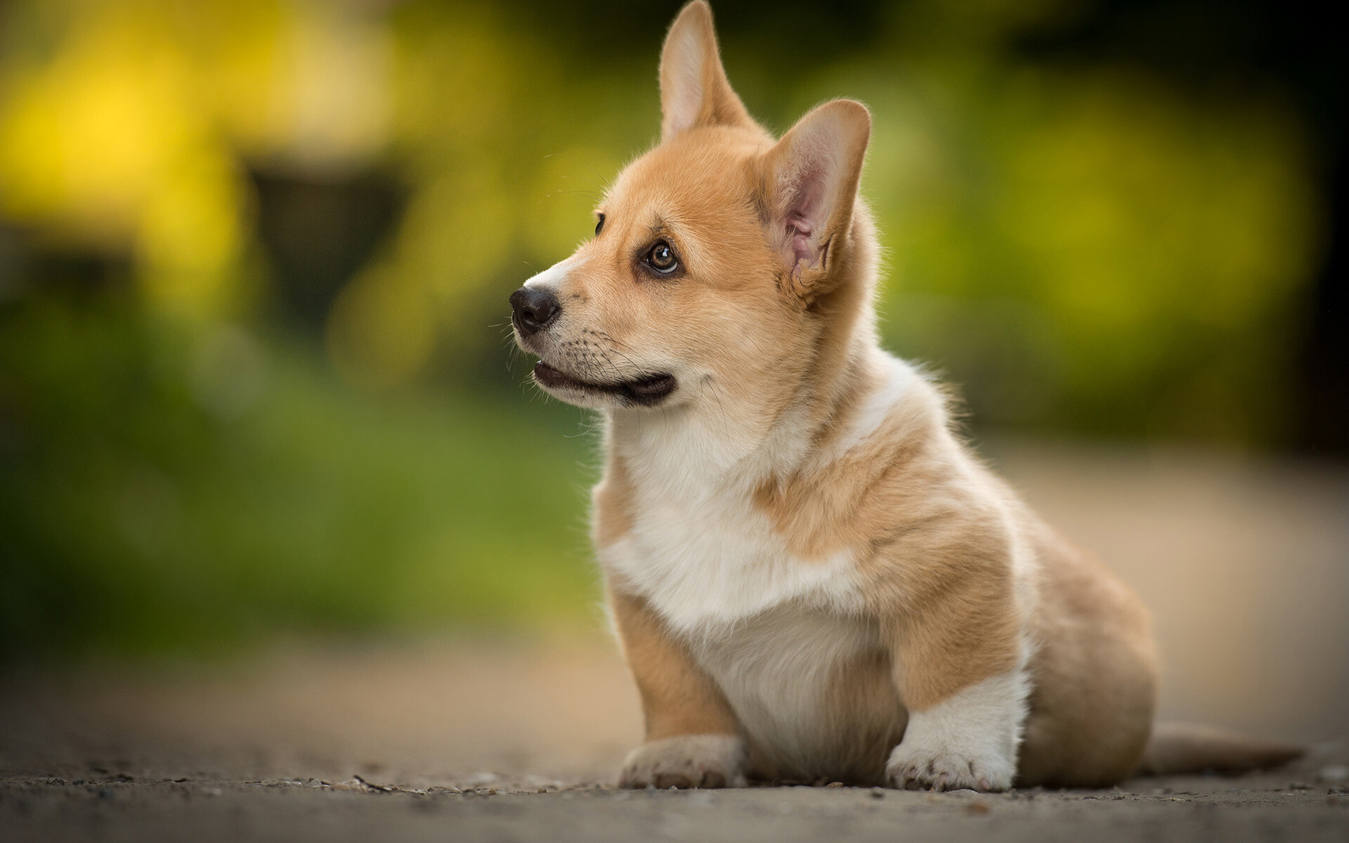 Pembroke Welsh Corgi puppy, Sitting on pavement, Blurred green foliage Pembroke Welsh Corgi puppy, Sitting on pavement, Blurred green foliage — 1920×1200 HD wallpaper