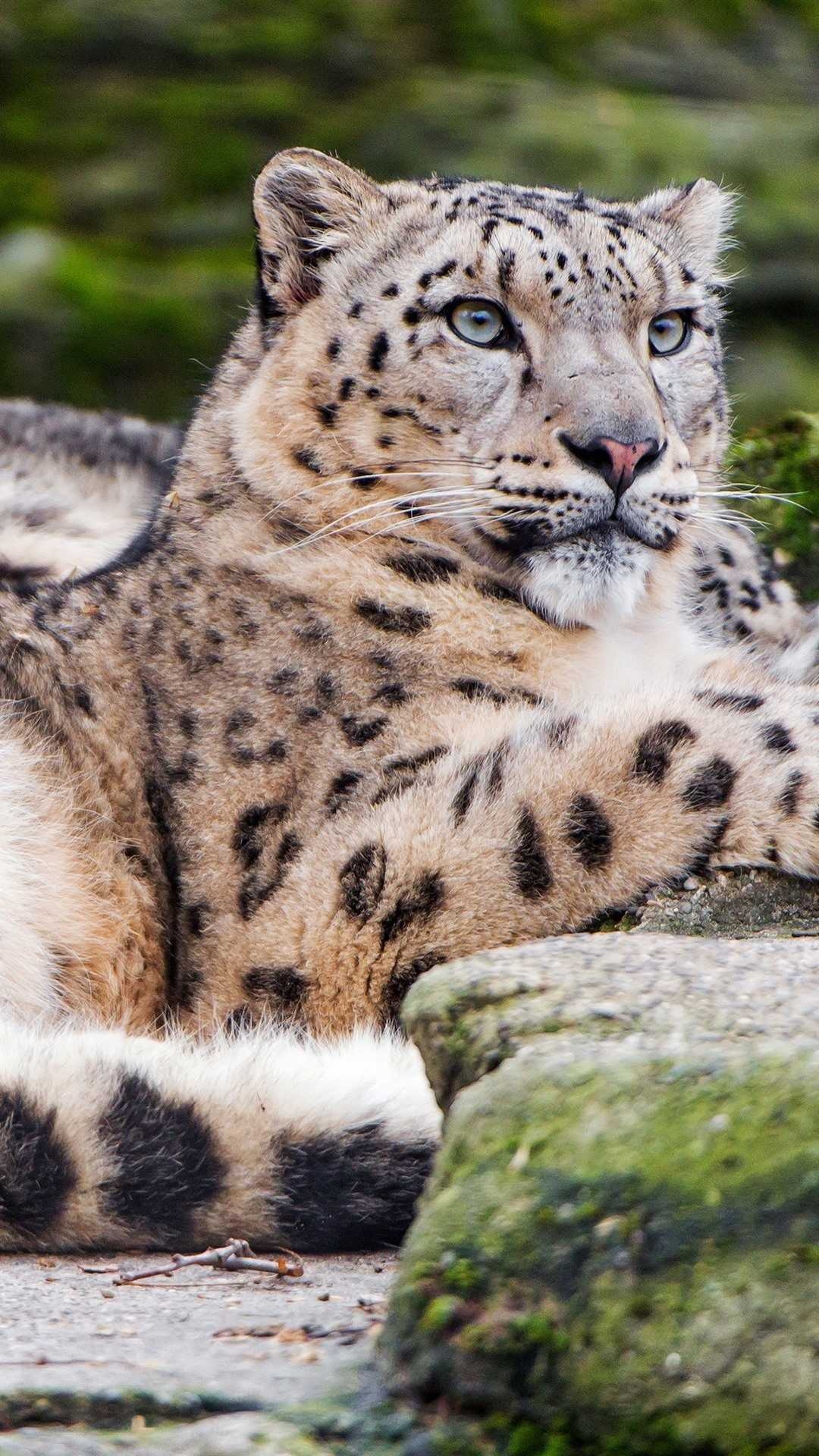 Snow leopard resting, Pale green eyes, Moss-covered rock Snow leopard resting, Pale green eyes, Moss-covered rock — 1080×1920 HD wallpaper