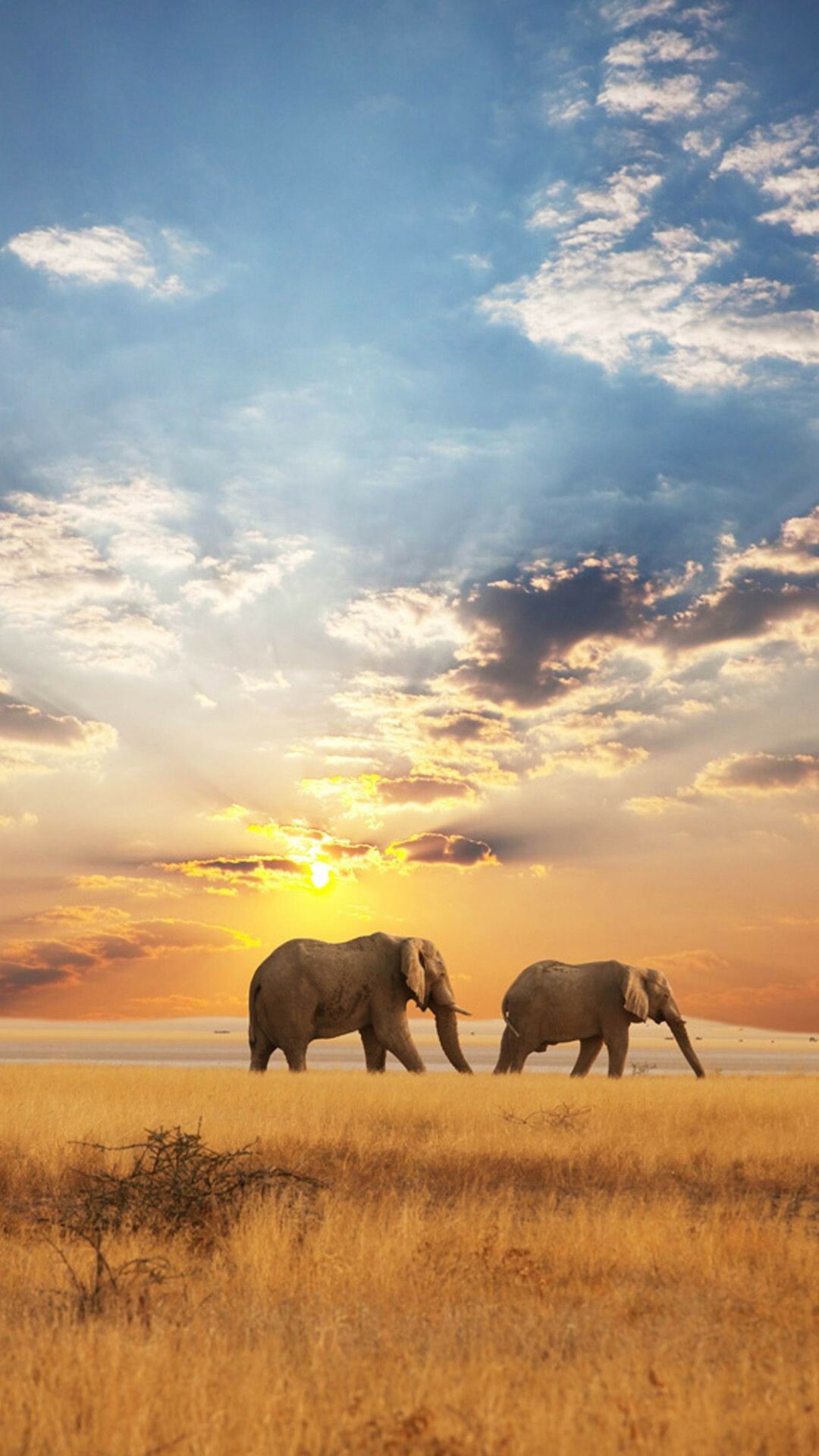 Two African elephants, Serengeti savanna sunset, Golden grassland acacia shrub Two African elephants, Serengeti savanna sunset, Golden grassland acacia shrub — 1080×1920 HD wallpaper