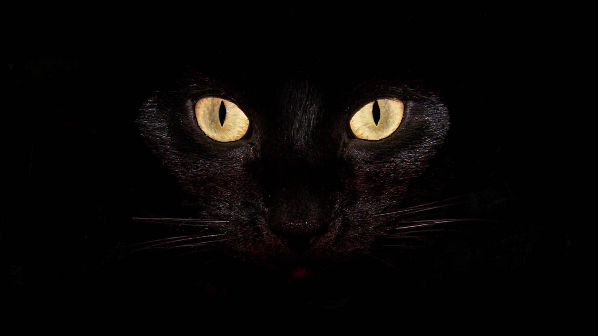 Cat eyes, For Laptop Wallpaper, Full HD Desktop Cat eyes, For Laptop Wallpaper, Full HD Desktop — 1920×1080 HD wallpaper