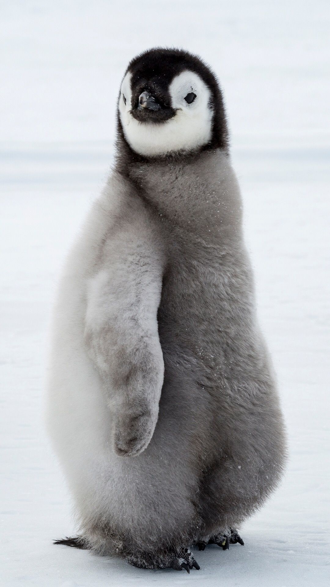 Emperor penguin chick, Gray plumage, Antarctic snow Emperor penguin chick, Gray plumage, Antarctic snow — 1080×1920 HD wallpaper