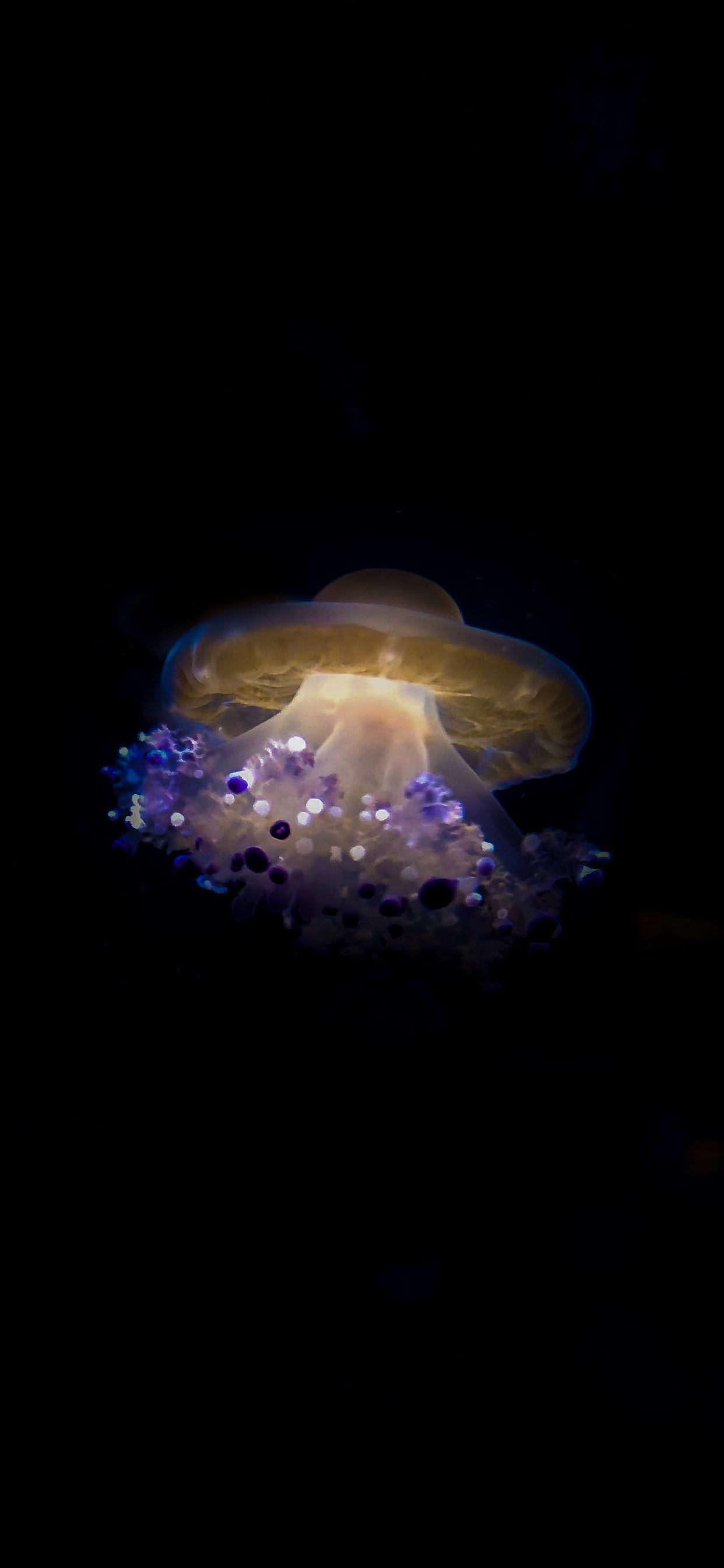 Cotylorhiza tuberculata, Jellyfish Wallpaper, HD Phone Cotylorhiza tuberculata, Jellyfish Wallpaper, HD Phone — 1242×2688 HD wallpaper