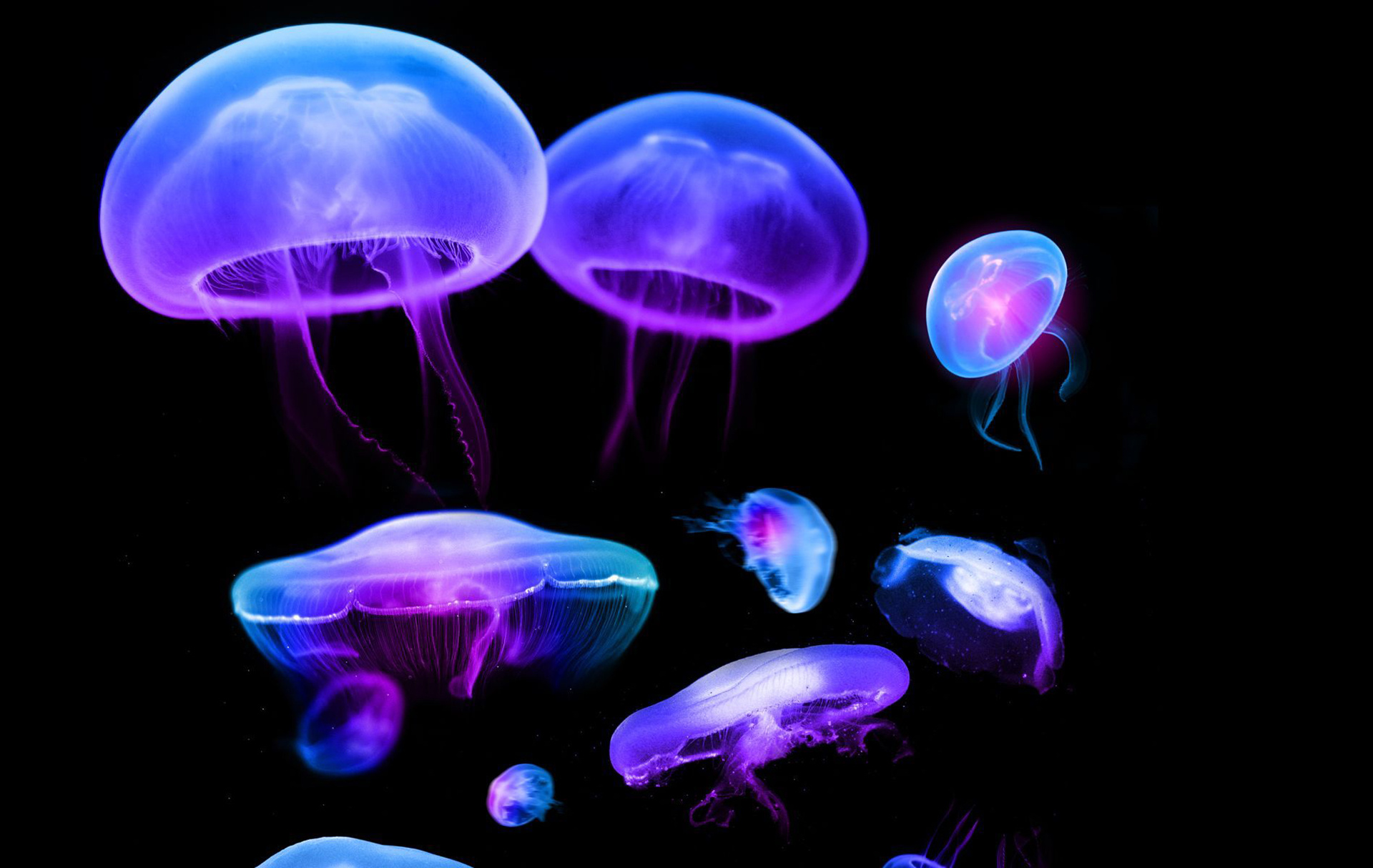 Moon jellyfish, Purple bioluminescent bells, Deep sea backdrop Moon jellyfish, Purple bioluminescent bells, Deep sea backdrop — 1920×1214 HD wallpaper