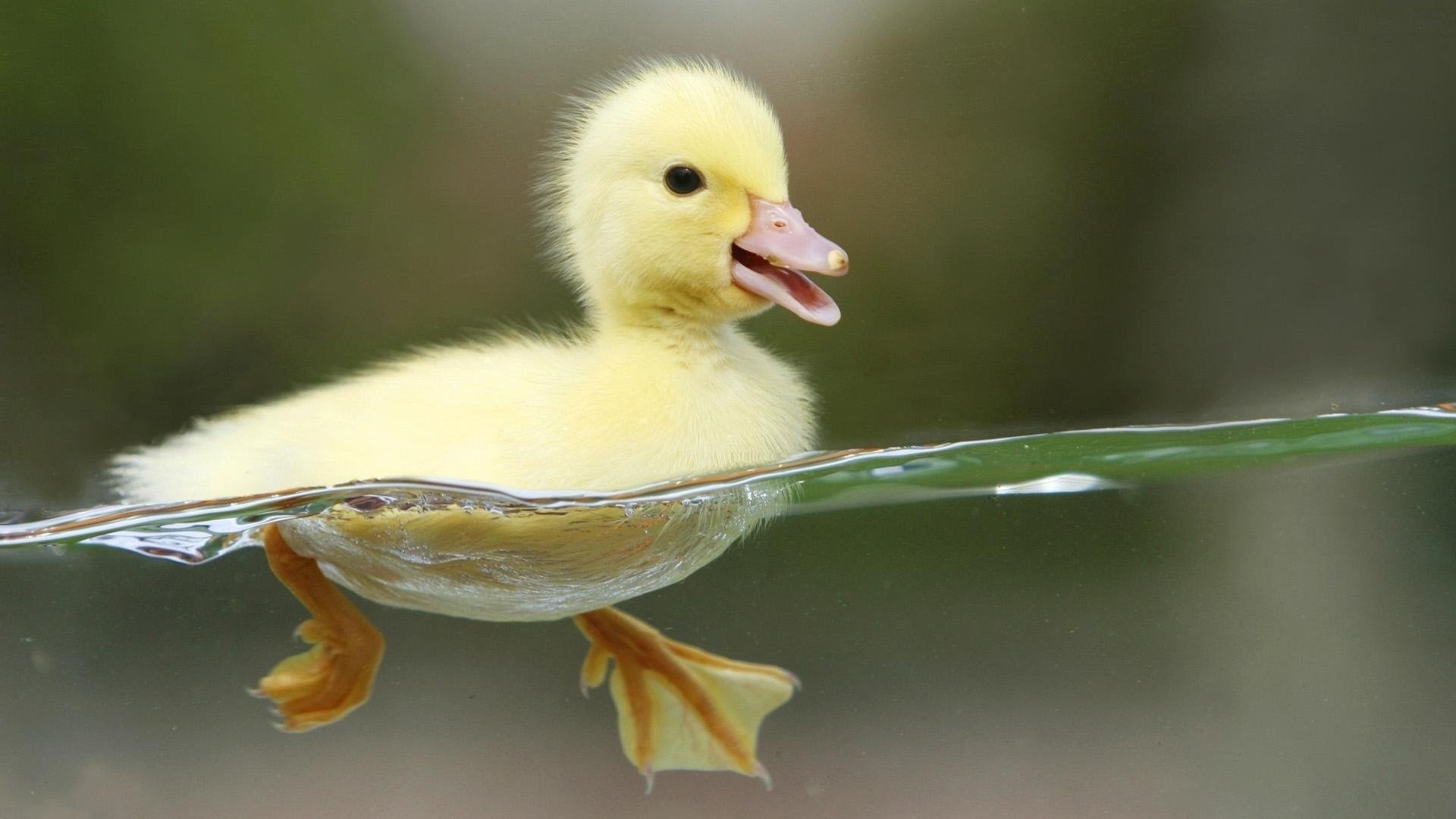 Yellow duckling swimming, Webbed feet underwater, Blurred green background Yellow duckling swimming, Webbed feet underwater, Blurred green background — 1920×1080 HD wallpaper