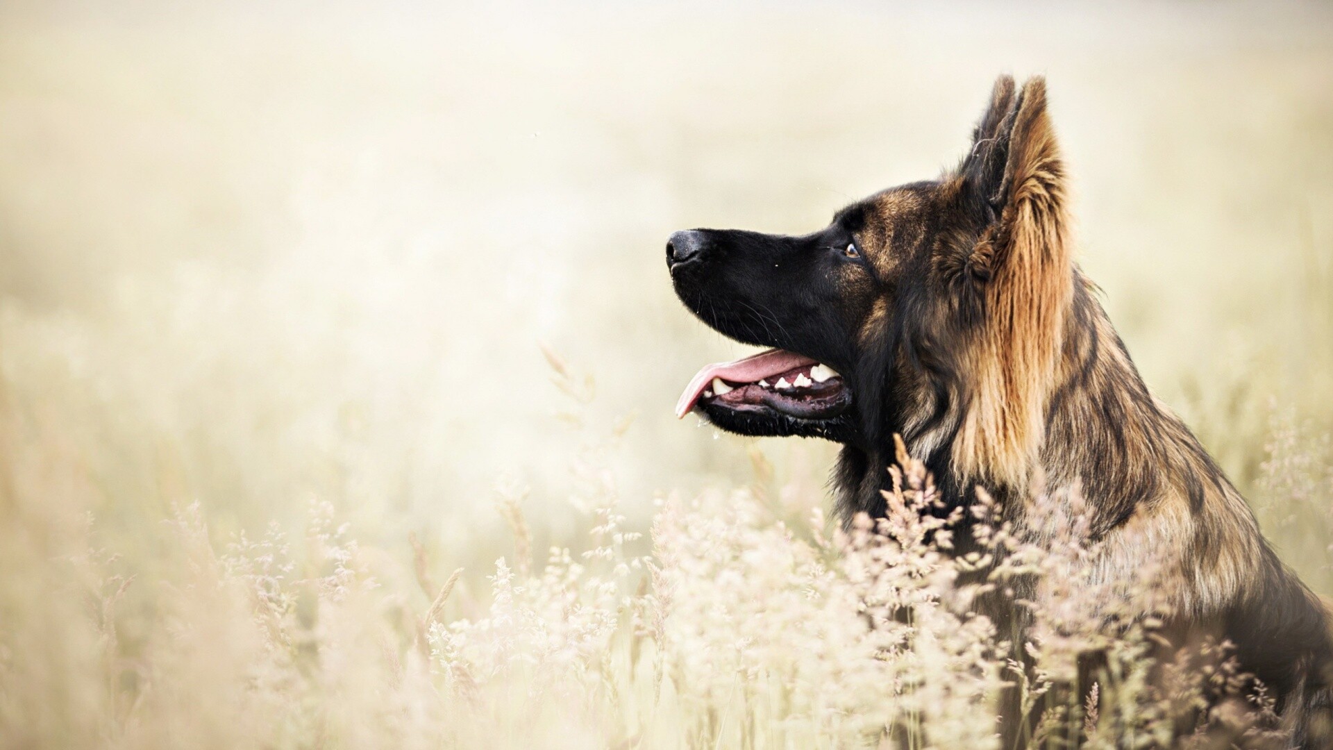 German Shepherd profile, Tall grass meadow, Golden sunlight haze German Shepherd profile, Tall grass meadow, Golden sunlight haze — 1920×1080 HD wallpaper