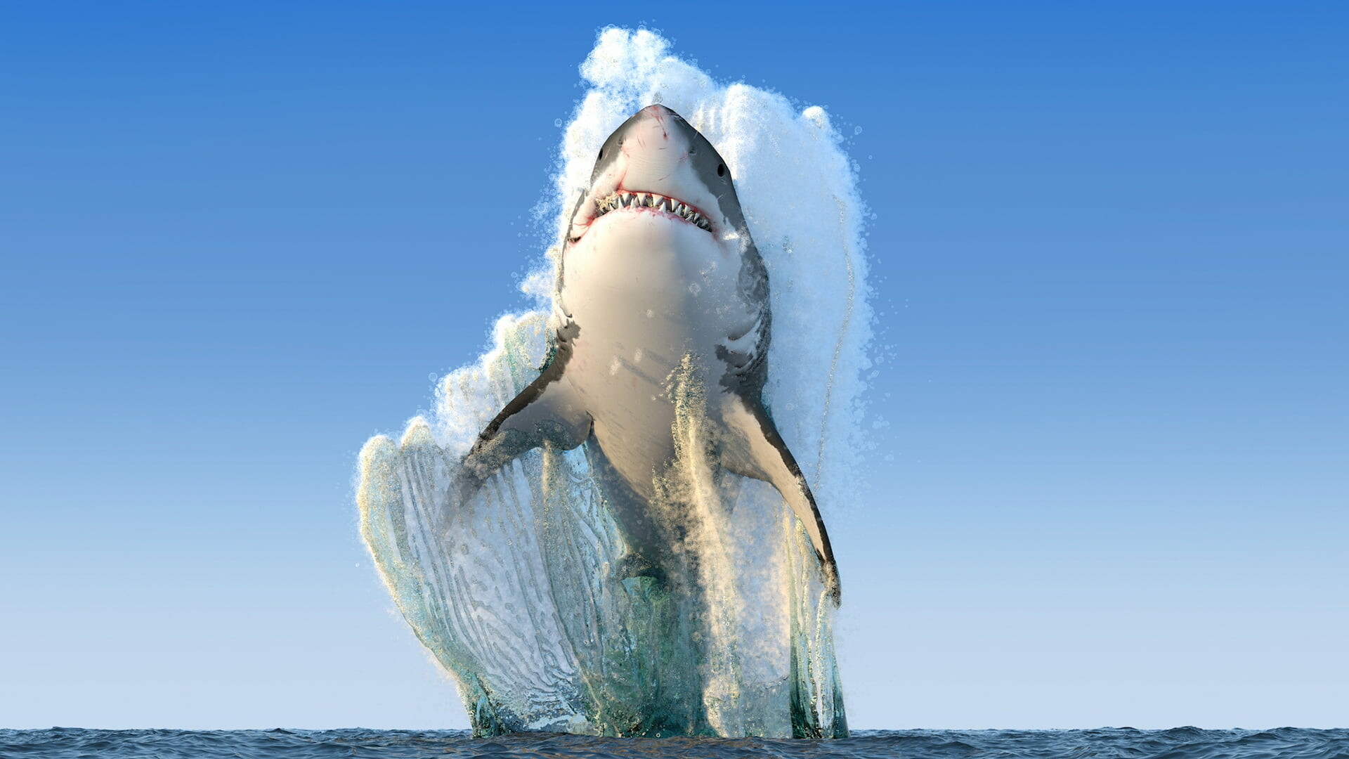 Breaching great white shark, Water splash spray, Open ocean surface Breaching great white shark, Water splash spray, Open ocean surface — 1920×1080 HD wallpaper