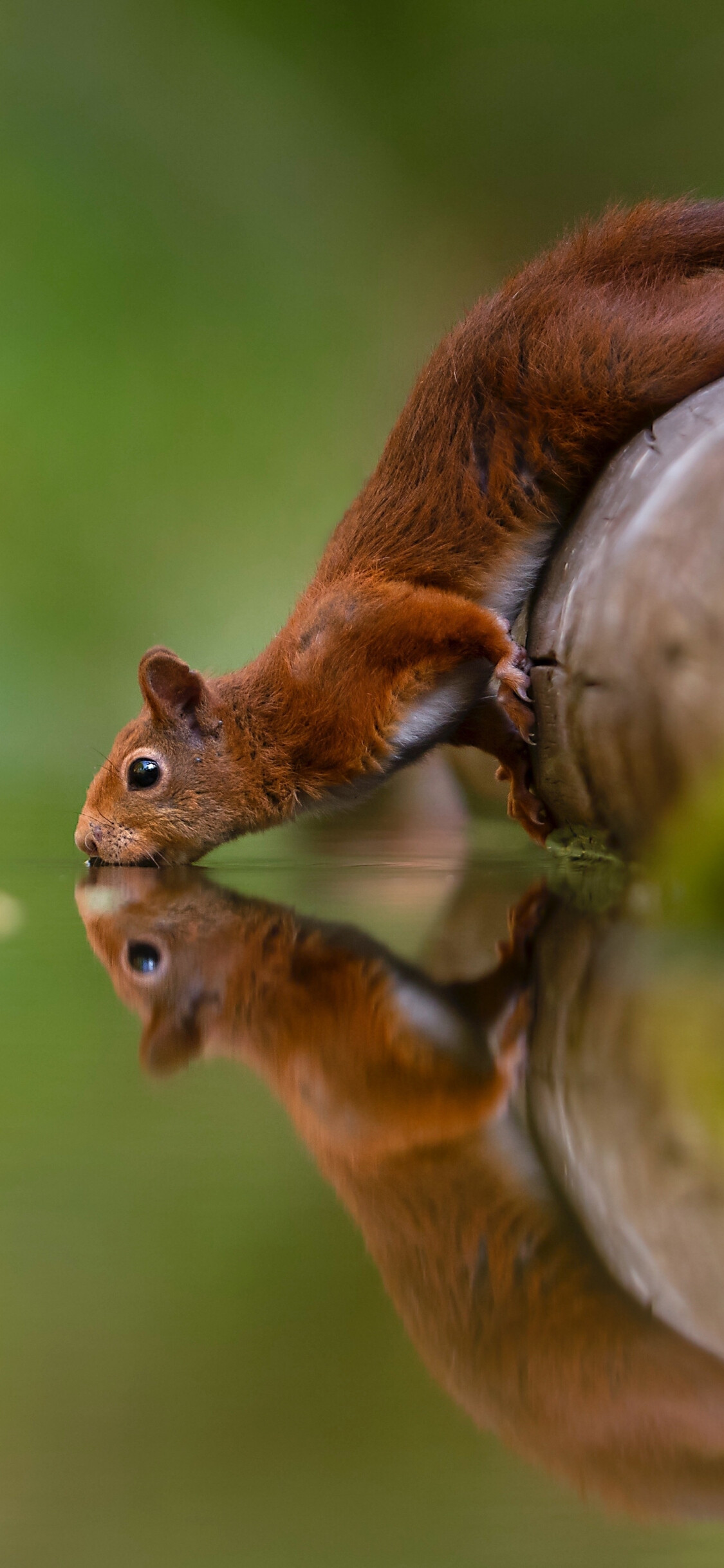 Eurasian red squirrel, Water reflection, Blurred green forest Eurasian red squirrel, Water reflection, Blurred green forest — 1125×2436 HD wallpaper