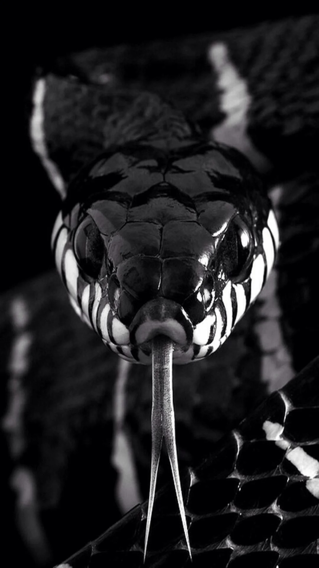 Black Mamba (Snake) Black Mamba (Snake) — 1080×1920 HD wallpaper