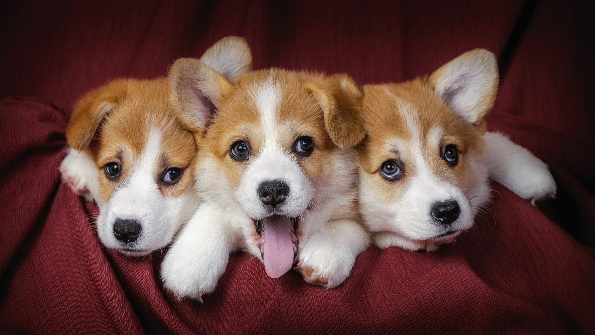 Three Corgi puppies, Burgundy blanket, Tongue out Three Corgi puppies, Burgundy blanket, Tongue out — 1920×1080 HD wallpaper