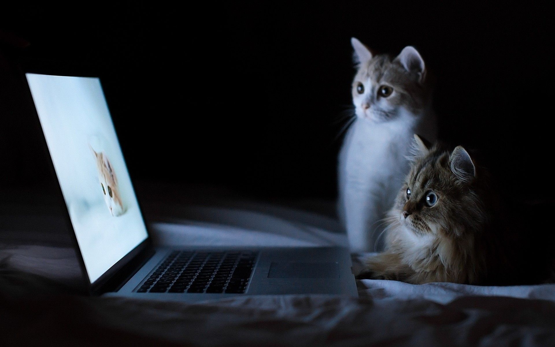 Two cats watching MacBook, Kitten on screen, Dark bedroom night Two cats watching MacBook, Kitten on screen, Dark bedroom night — 1920×1200 HD wallpaper