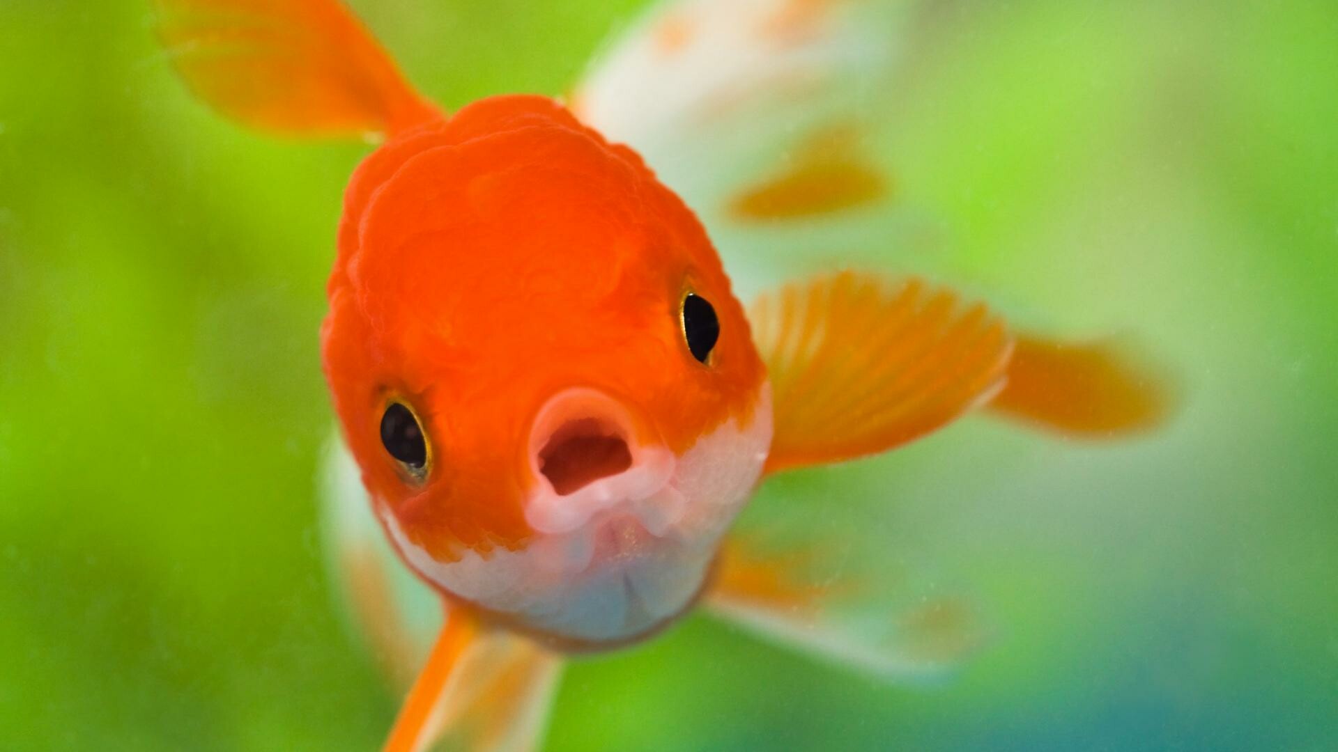 Orange goldfish closeup, Open fish mouth, Blurred green aquarium Orange goldfish closeup, Open fish mouth, Blurred green aquarium — 1920×1080 HD wallpaper