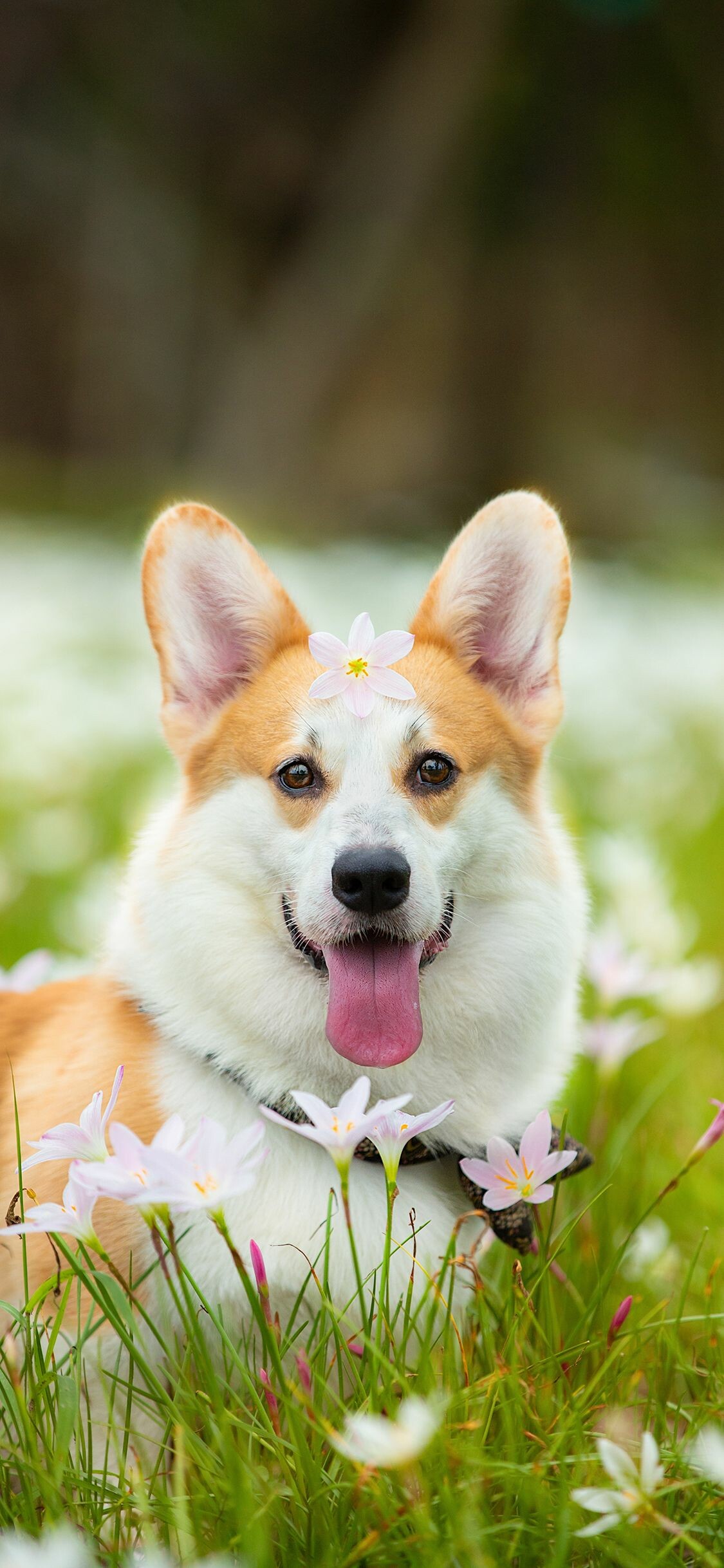 Pembroke Welsh Corgi, White rain lilies, Grassy flower meadow Pembroke Welsh Corgi, White rain lilies, Grassy flower meadow — 1125×2436 HD wallpaper