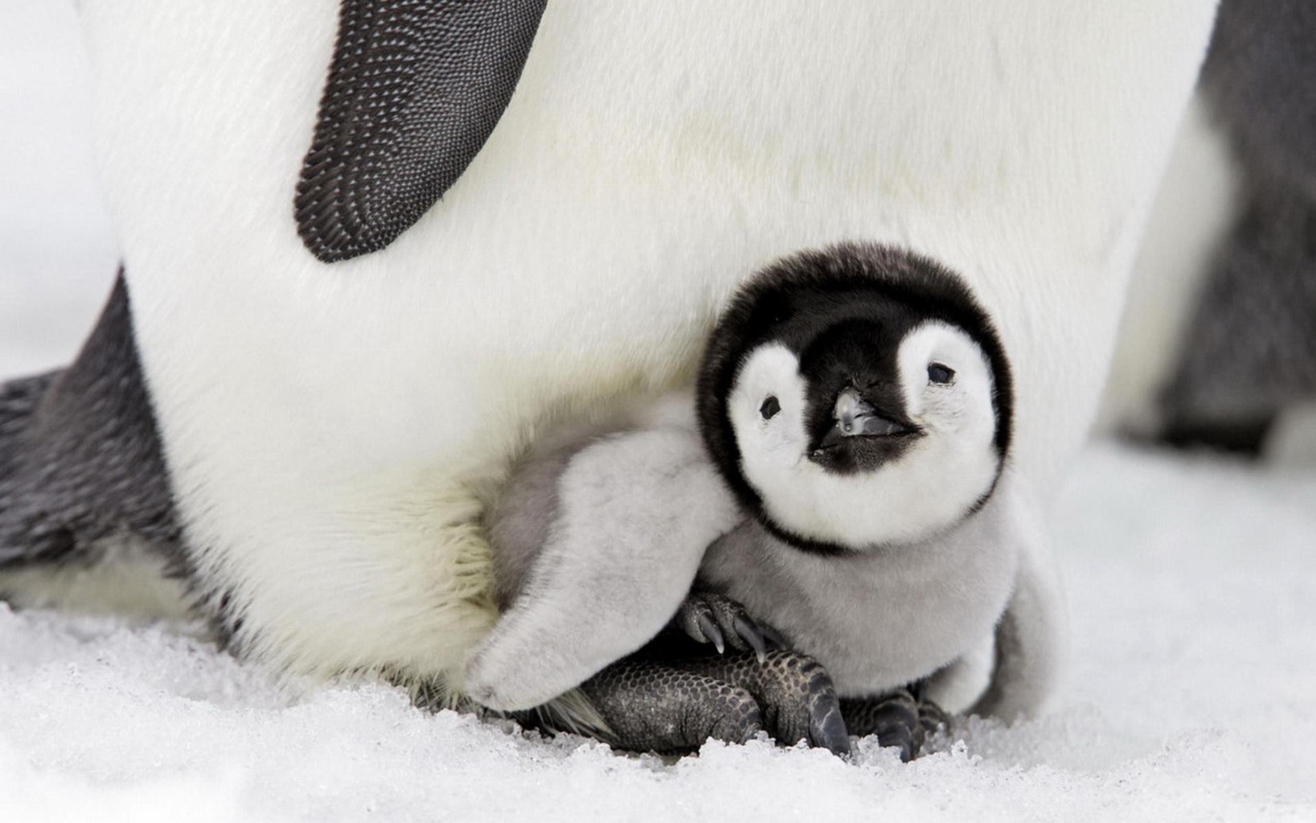 Emperor penguin chick, Adult penguin feet, Antarctic snow Emperor penguin chick, Adult penguin feet, Antarctic snow — 1920×1200 HD wallpaper