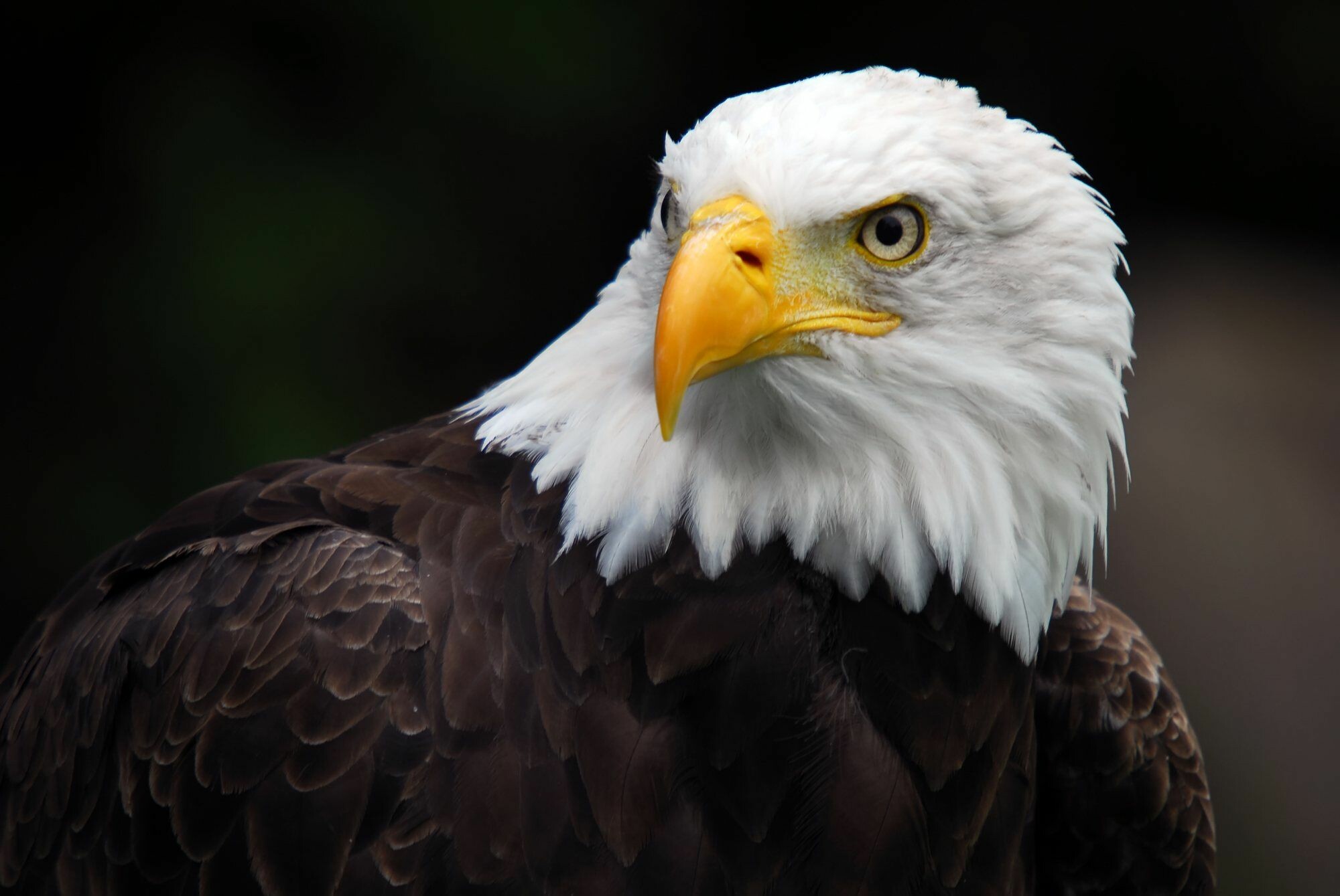 Bald eagle portrait, Yellow hooked beak, Dark blurred forest Bald eagle portrait, Yellow hooked beak, Dark blurred forest — 2000×1339 HD wallpaper