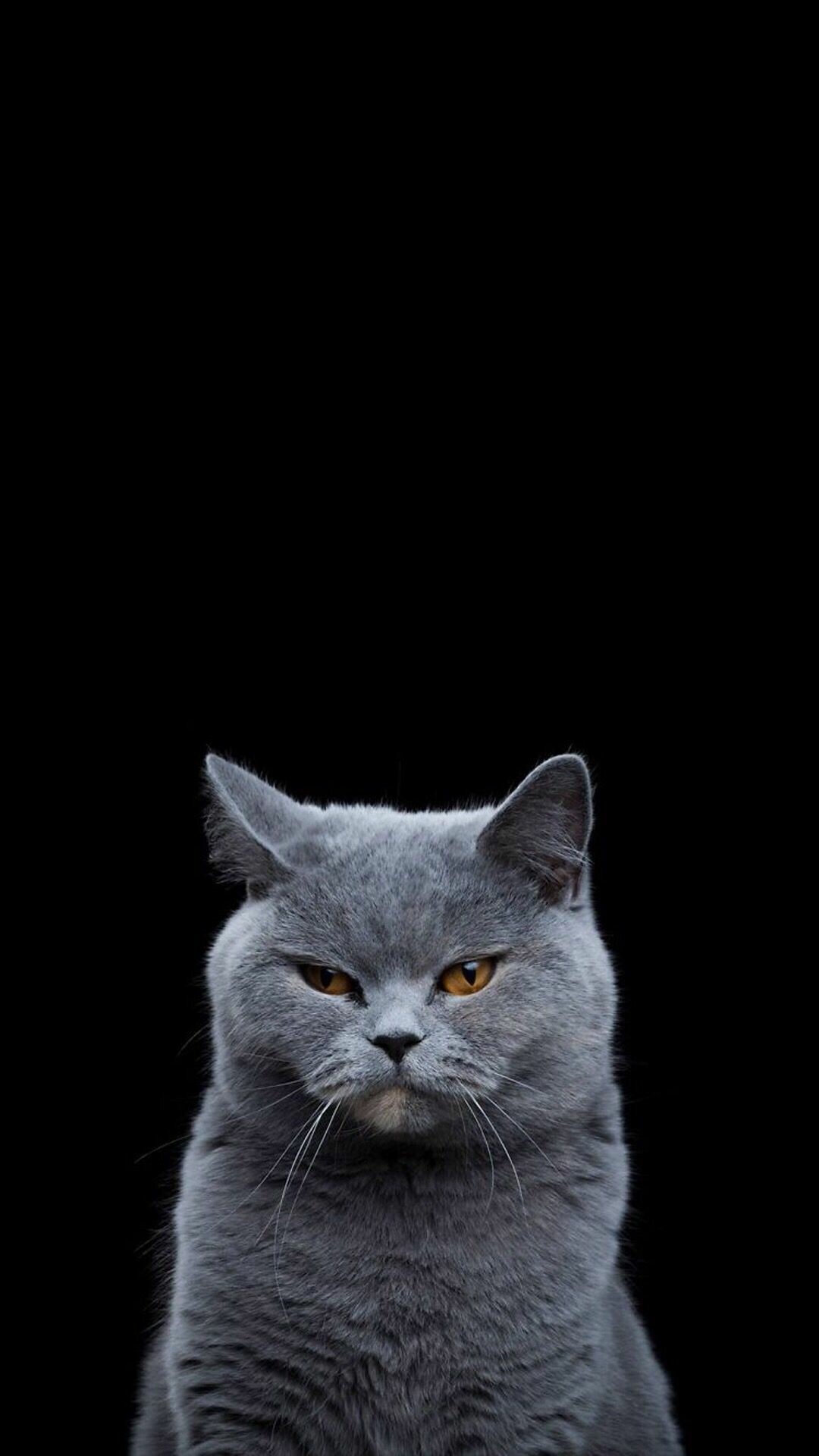 British Shorthair British Shorthair — 1080×1920 HD wallpaper