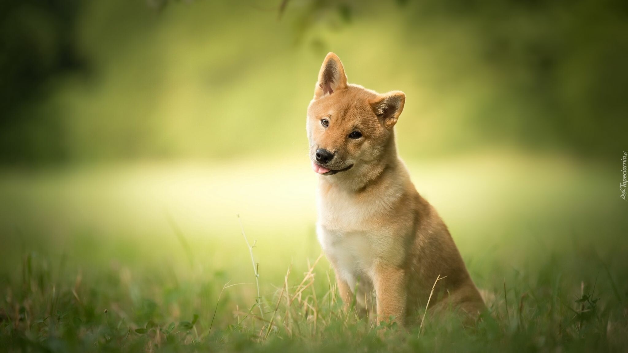 Shiba Inu puppy, Grassy meadow, Green bokeh Shiba Inu puppy, Grassy meadow, Green bokeh — 2048×1152 HD wallpaper