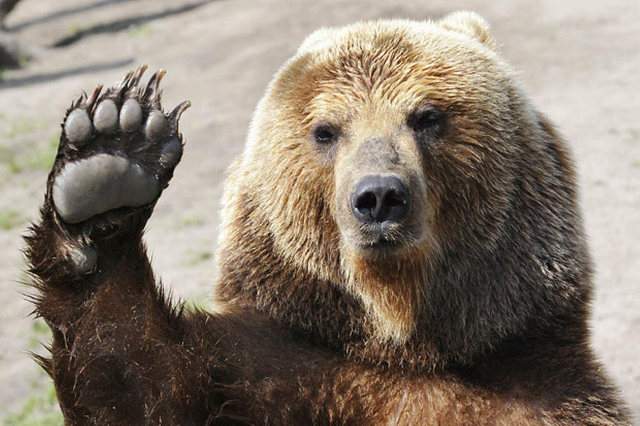 Grizzly bear waving paw, Close-up bear face, Clawed paw pads Grizzly bear waving paw, Close-up bear face, Clawed paw pads — 2197×1463 HD wallpaper