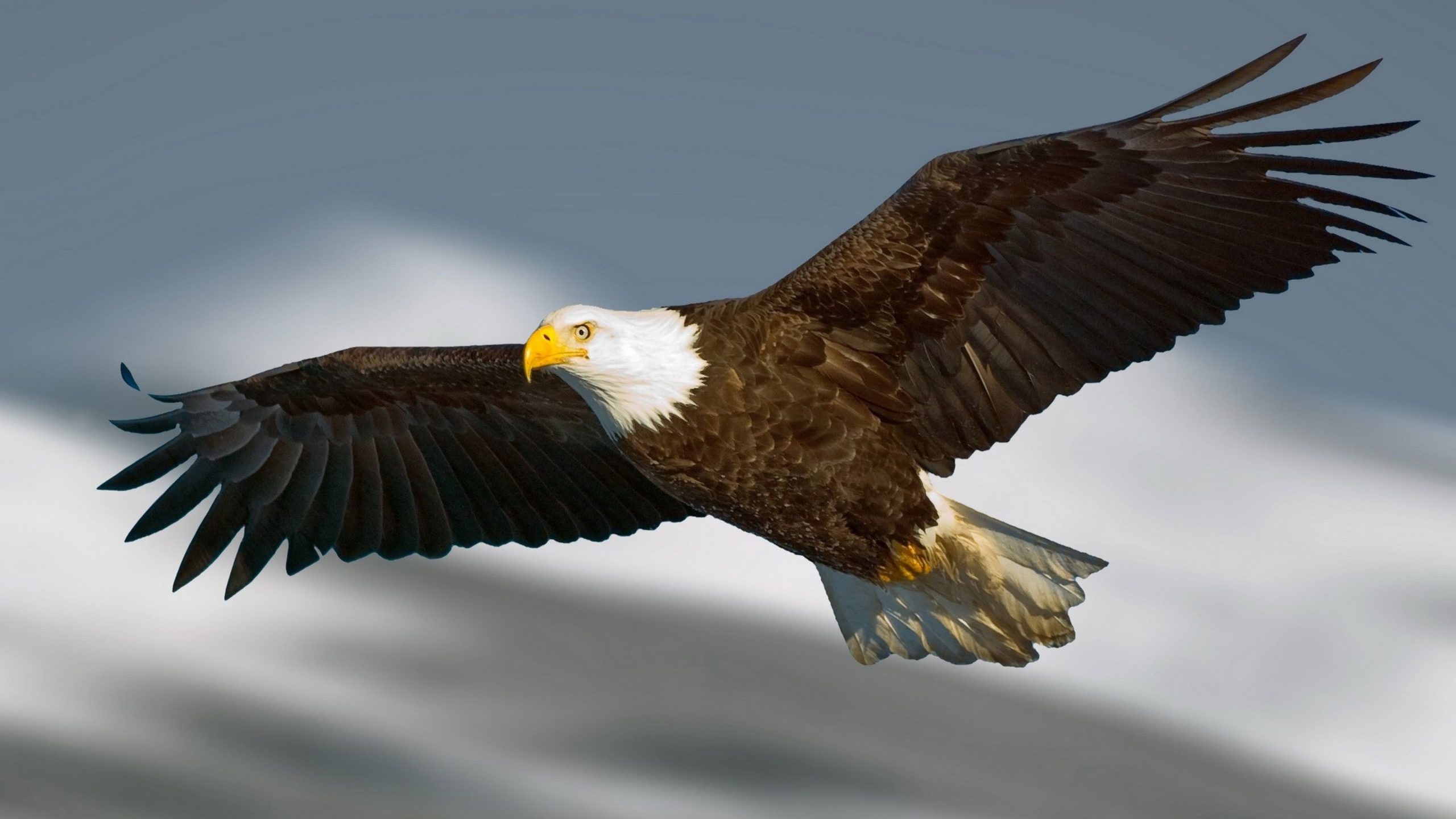Bald Eagle in flight, Outstretched wings, Blurred snowy backdrop Bald Eagle in flight, Outstretched wings, Blurred snowy backdrop — 2560×1440 HD wallpaper