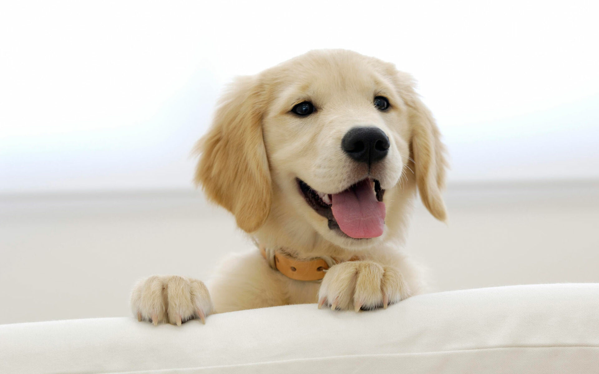 Golden Retriever puppy, Paws over sofa, Leather collar Golden Retriever puppy, Paws over sofa, Leather collar — 1920×1200 HD wallpaper