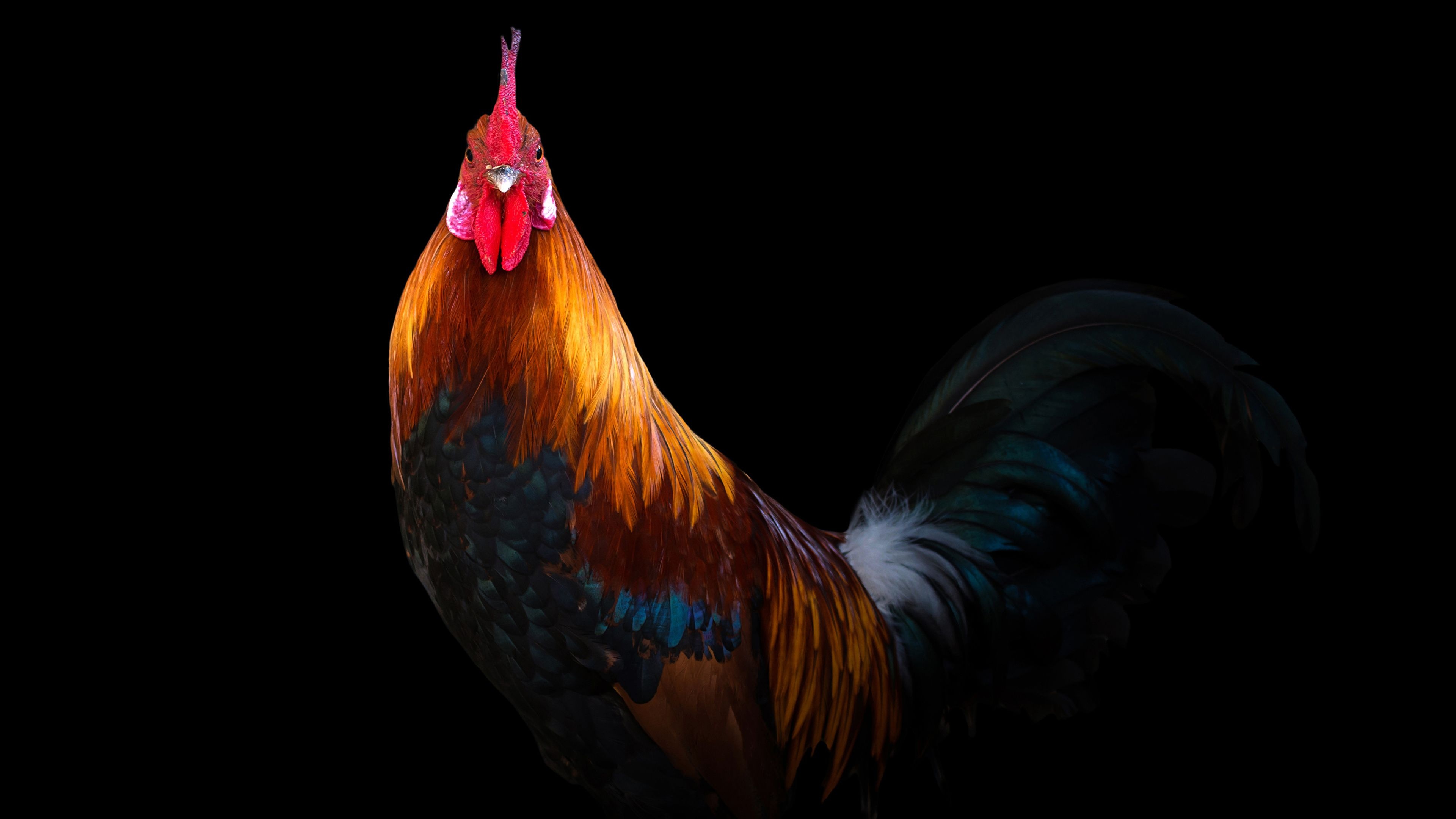 desktop chicken desktop chicken — 3840×2160 HD wallpaper