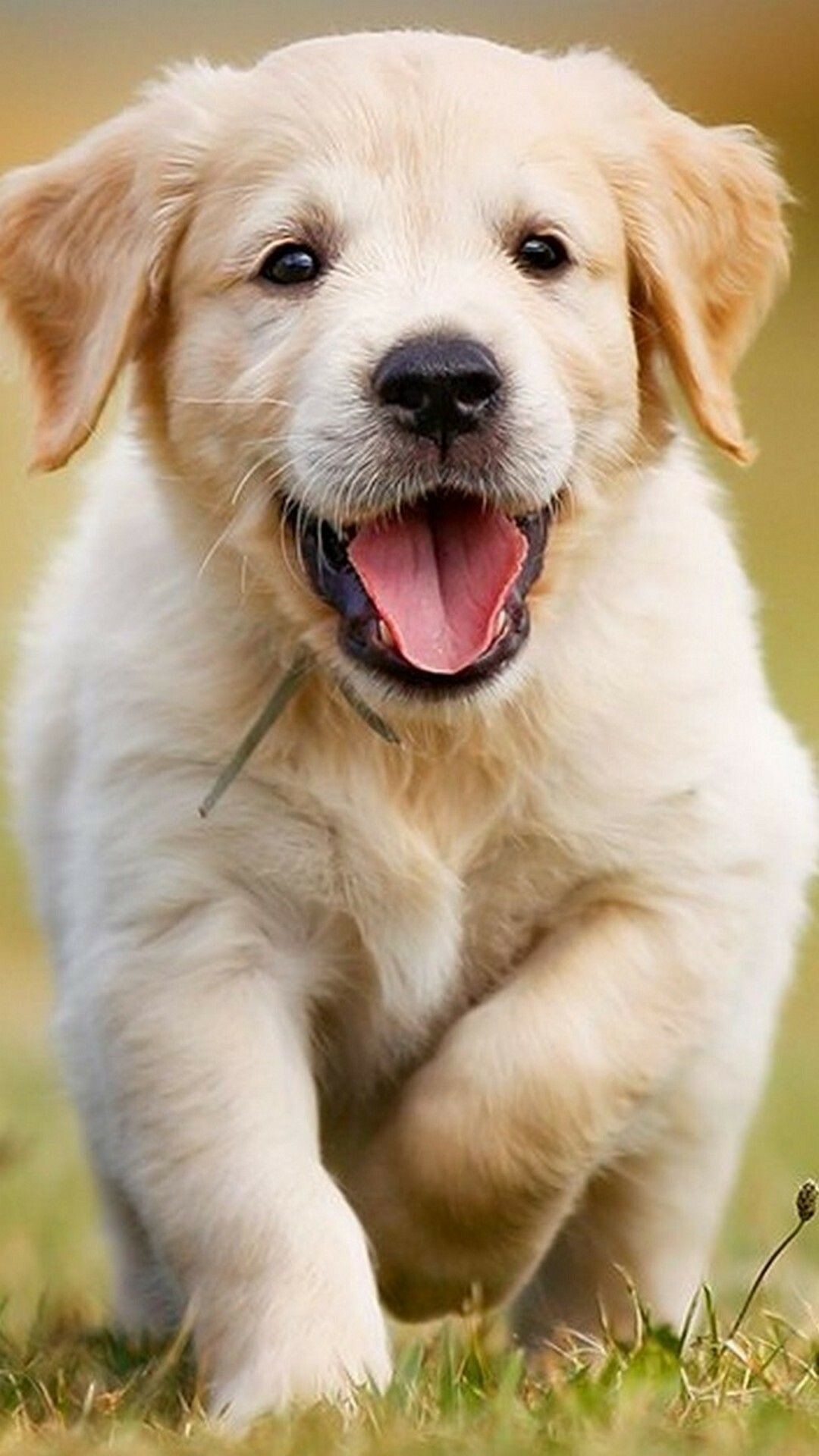 Golden Retriever puppy, Running on grass, Open mouth tongue Golden Retriever puppy, Running on grass, Open mouth tongue — 1080×1920 HD wallpaper