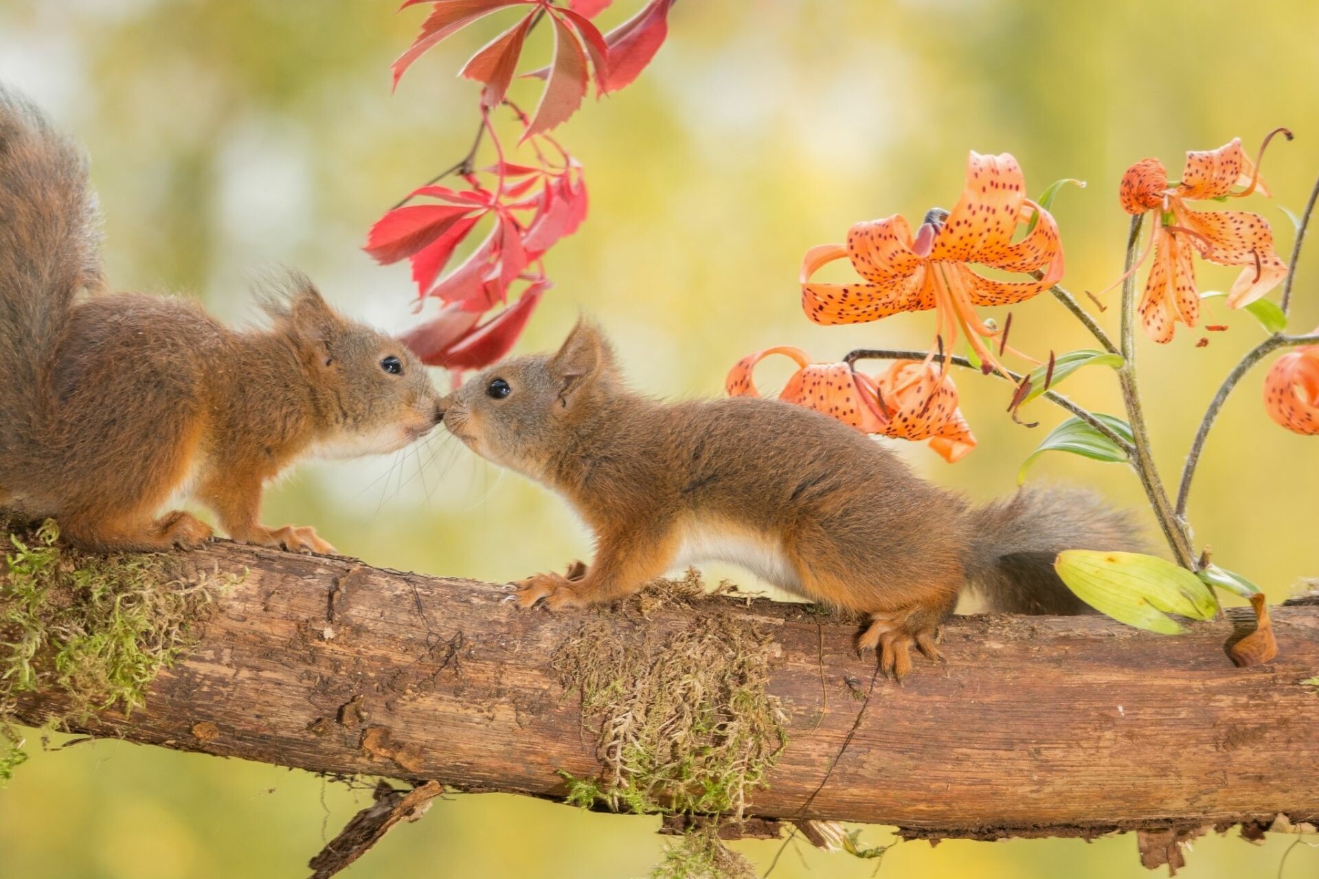 Two red squirrels nose-touching, Orange tiger lily blooms, Mossy tree branch Two red squirrels nose-touching, Orange tiger lily blooms, Mossy tree branch — 1920×1280 HD wallpaper