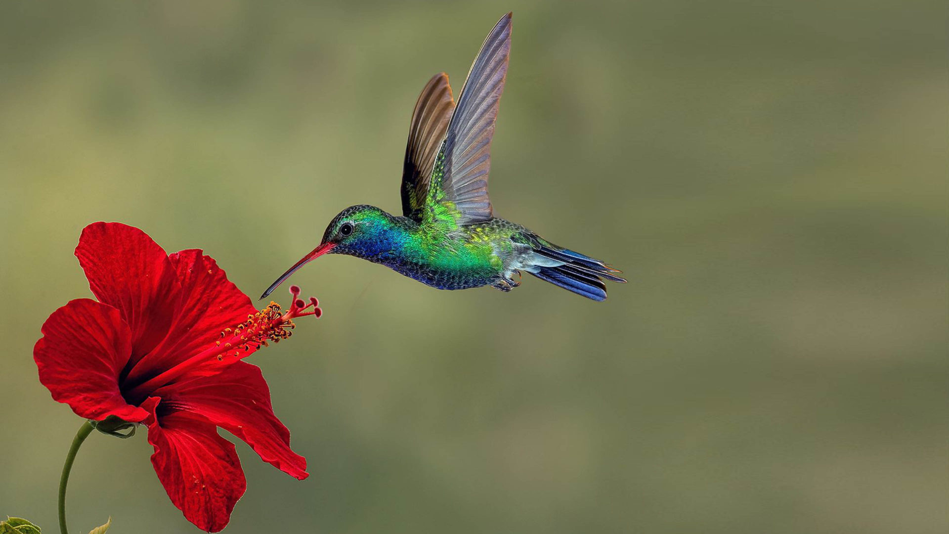 Broad-billed hummingbird hovering, Red hibiscus flower, Blurred green background Broad-billed hummingbird hovering, Red hibiscus flower, Blurred green background — 1920×1080 HD wallpaper