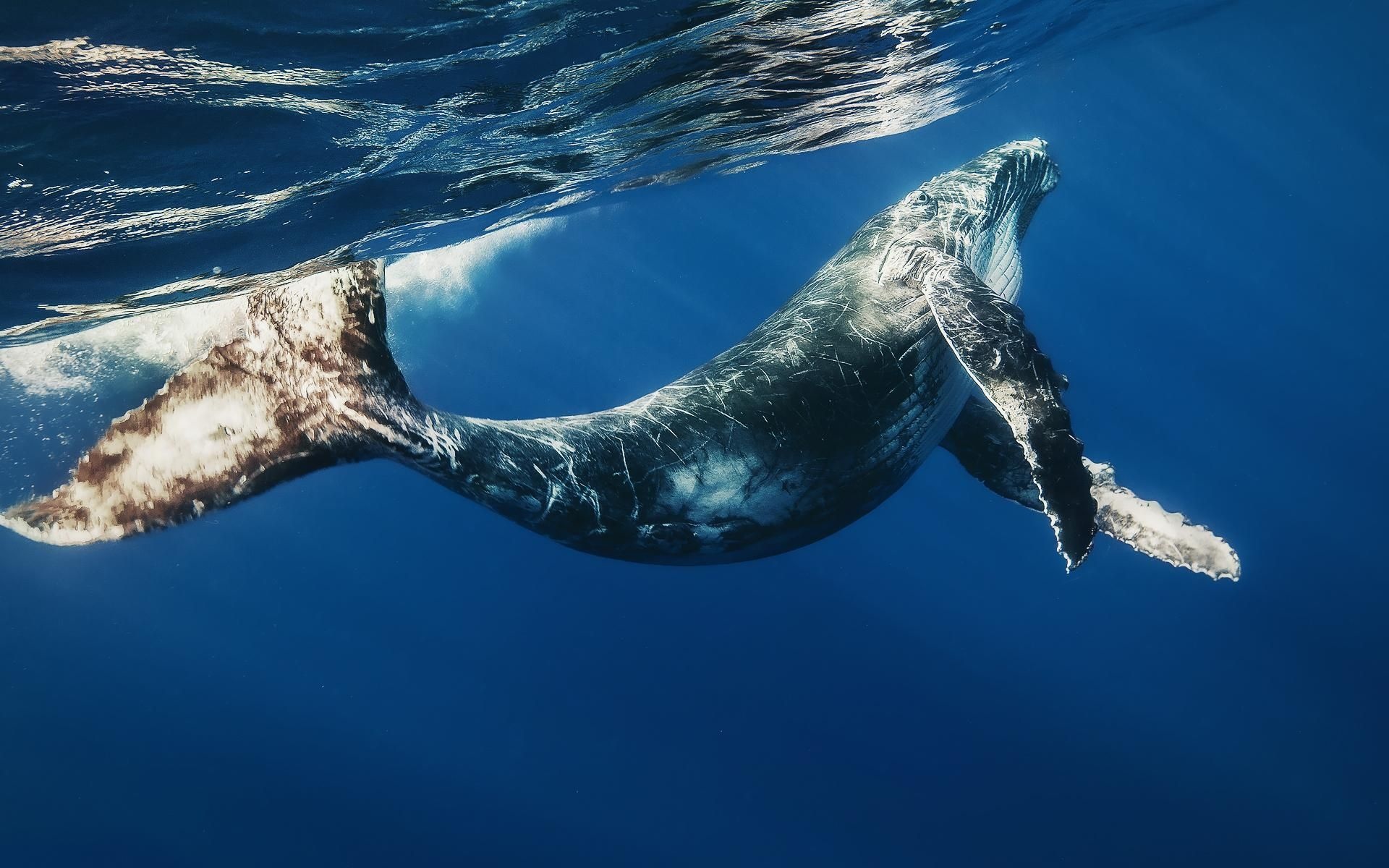 Humpback whale, Underwater ocean surface, Sunlight rays Humpback whale, Underwater ocean surface, Sunlight rays — 1920×1200 HD wallpaper