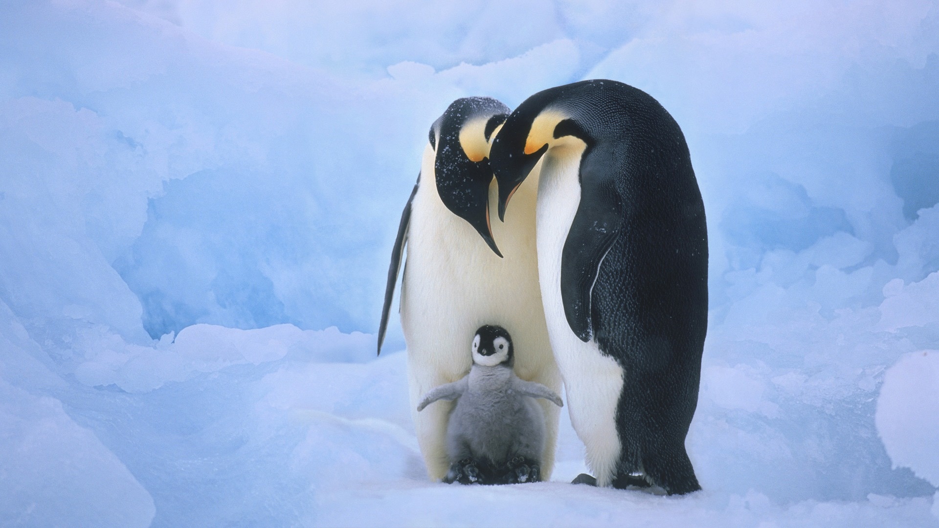 Emperor penguin family, Penguin chick, Antarctic snow ice Emperor penguin family, Penguin chick, Antarctic snow ice — 1920×1080 HD wallpaper