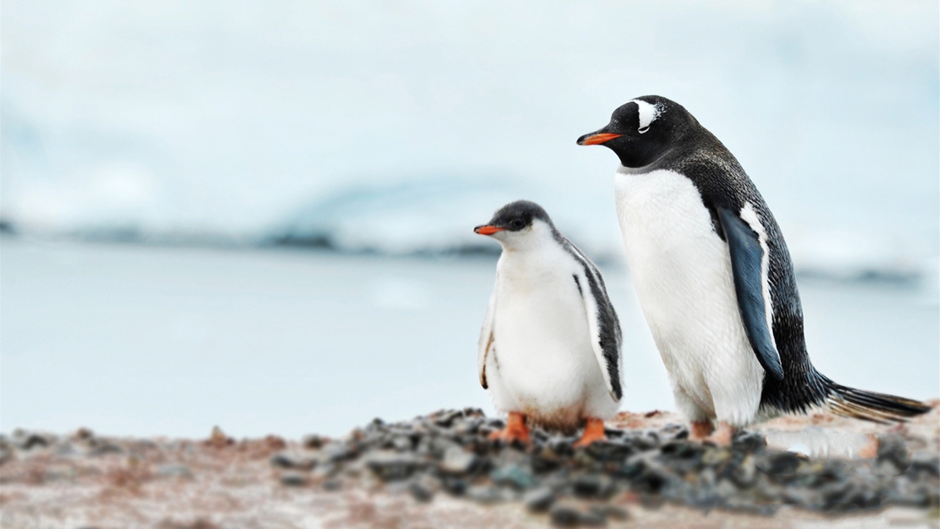 Gentoo penguin adult, Gentoo penguin chick, Rocky Antarctic shoreline Gentoo penguin adult, Gentoo penguin chick, Rocky Antarctic shoreline — 1920×1080 HD wallpaper