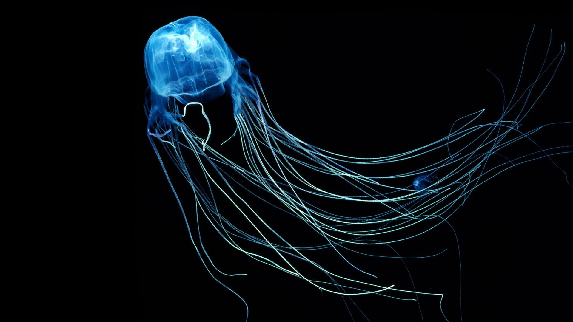 Chironex fleckeri, Jellyfish Wallpaper, Full HD Desktop Chironex fleckeri, Jellyfish Wallpaper, Full HD Desktop — 1920×1080 HD wallpaper