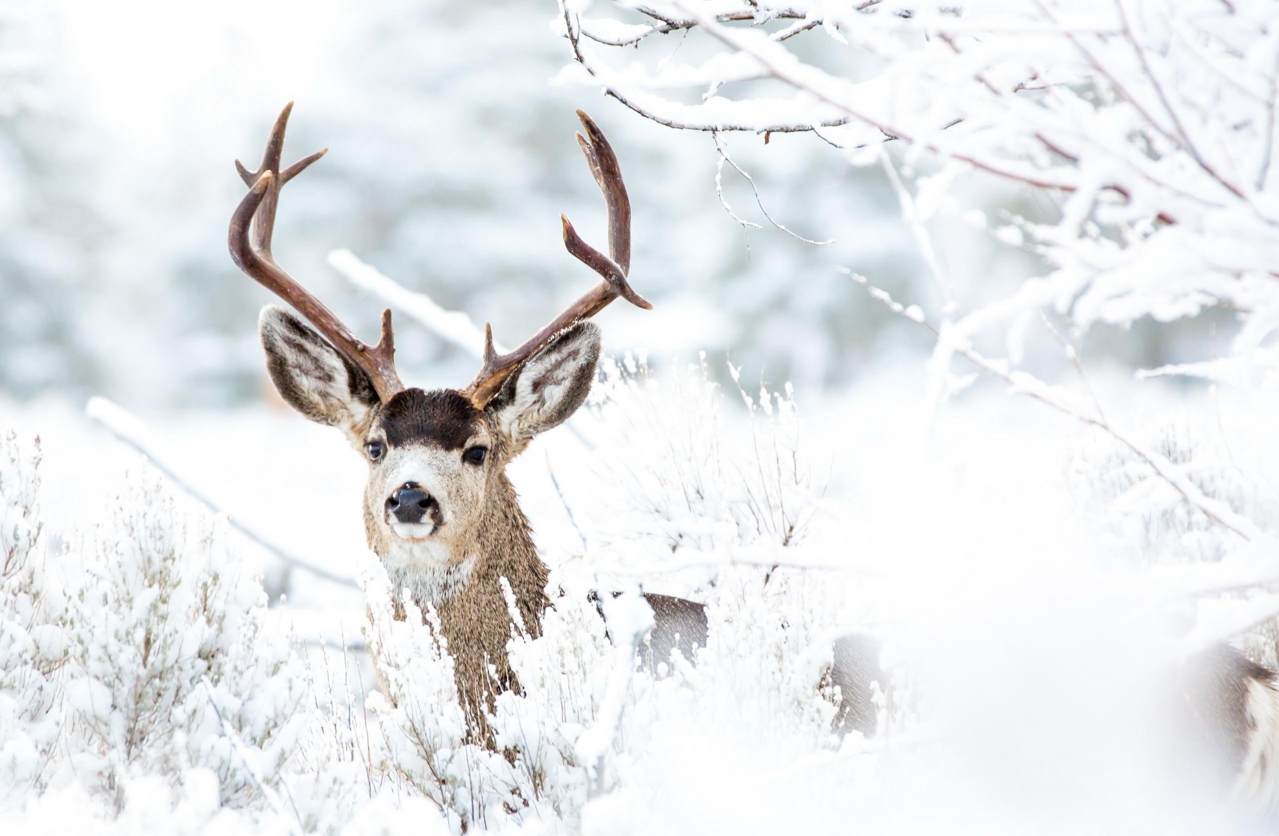 Mule deer buck, Snow-covered branches, Frosted winter forest Mule deer buck, Snow-covered branches, Frosted winter forest — 2560×1674 HD wallpaper