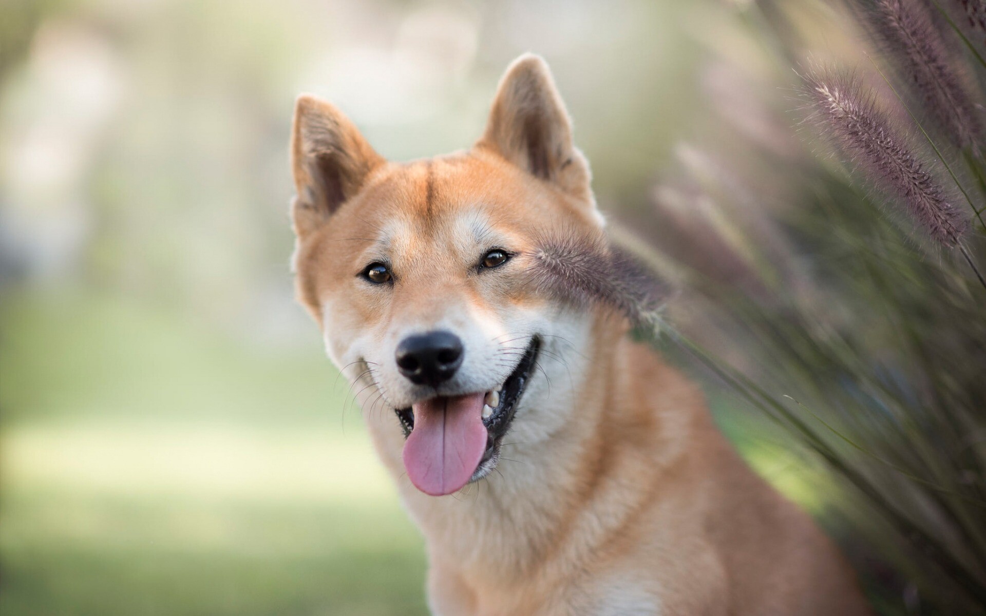 Smiling Shiba Inu, Fountain grass plumes, Blurred green garden Smiling Shiba Inu, Fountain grass plumes, Blurred green garden — 1920×1200 HD wallpaper