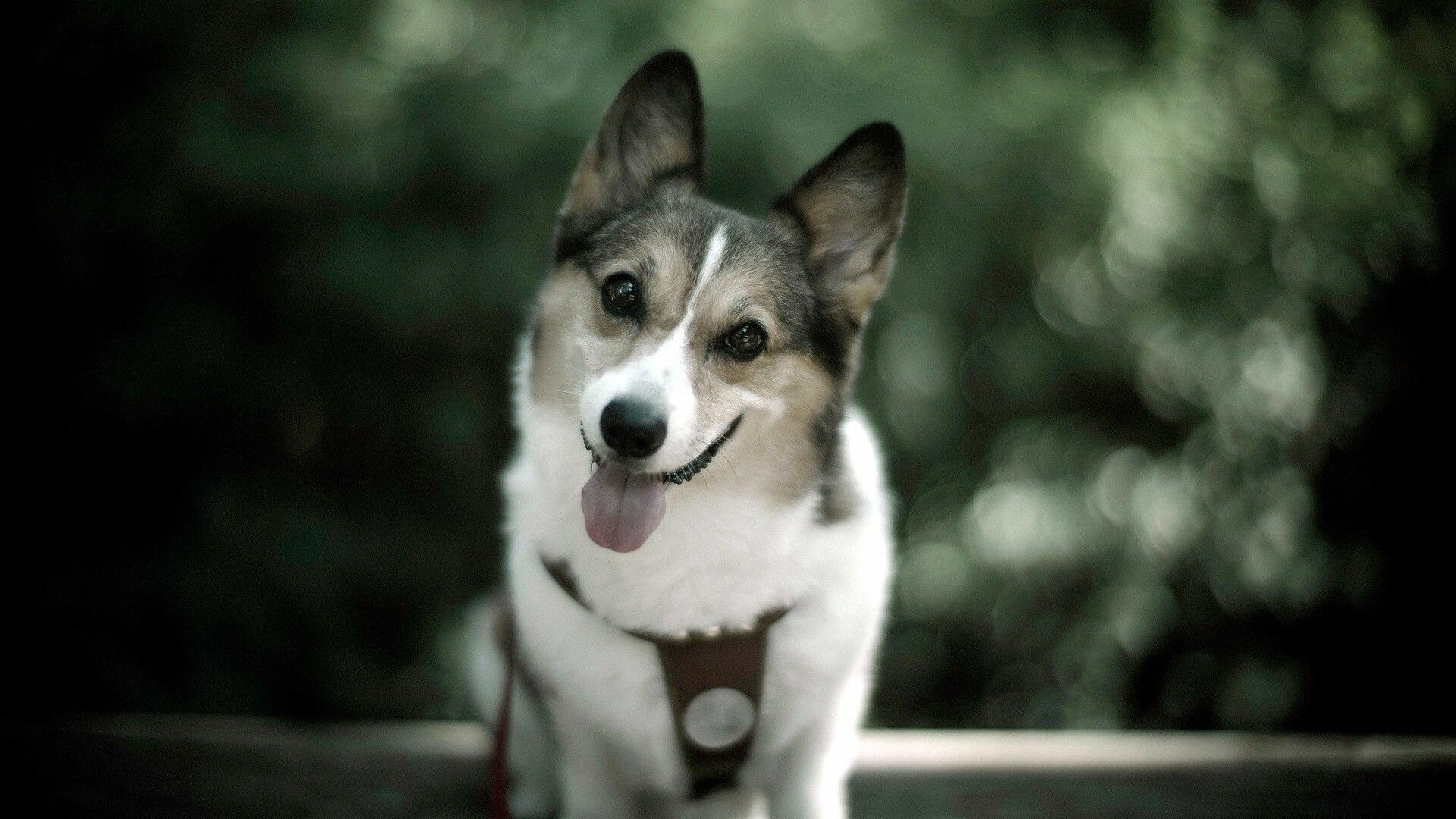 Pembroke Welsh Corgi, Tongue out portrait, Bokeh garden background Pembroke Welsh Corgi, Tongue out portrait, Bokeh garden background — 1920×1080 HD wallpaper