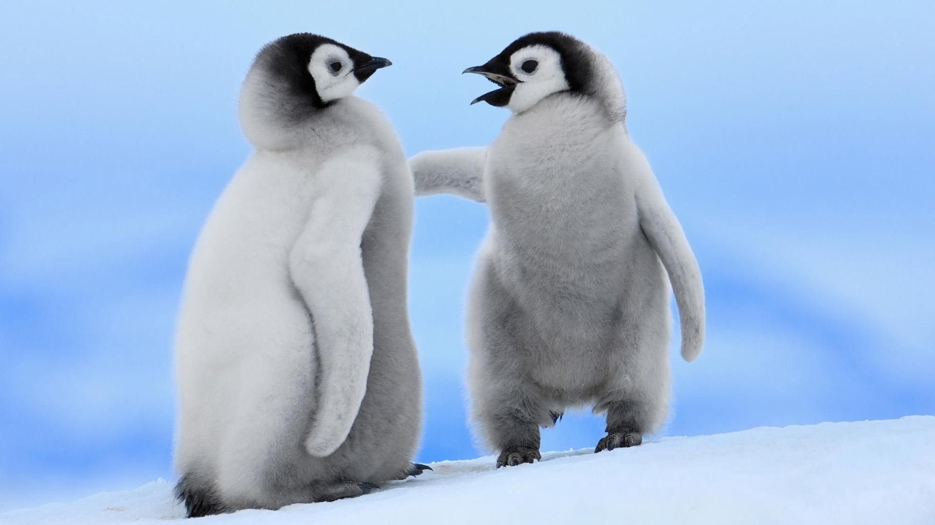 Emperor penguin chicks, Antarctic snow, Grey plumage Emperor penguin chicks, Antarctic snow, Grey plumage — 1920×1080 HD wallpaper