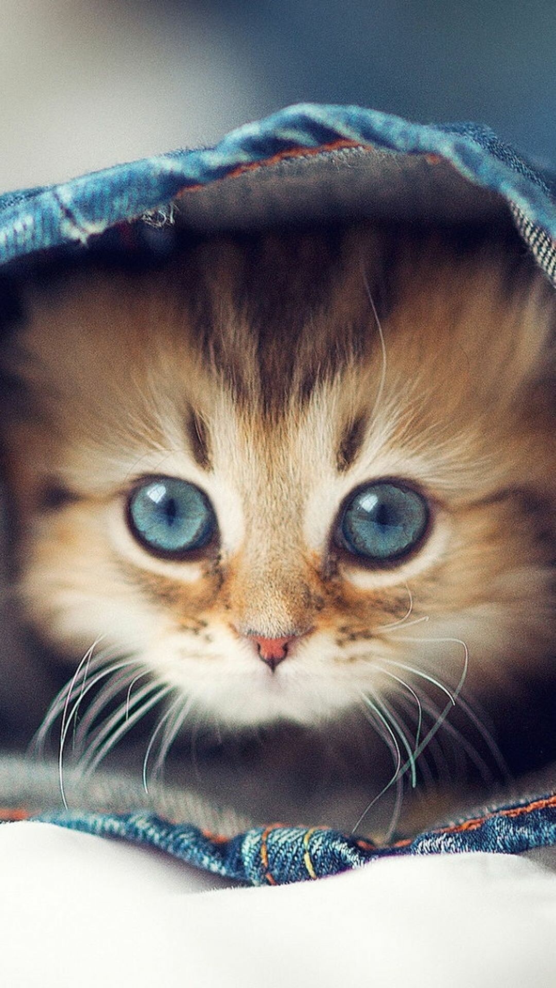 Fluffy tabby kitten, Inside denim jeans, Blue eyes Fluffy tabby kitten, Inside denim jeans, Blue eyes — 1080×1920 HD wallpaper