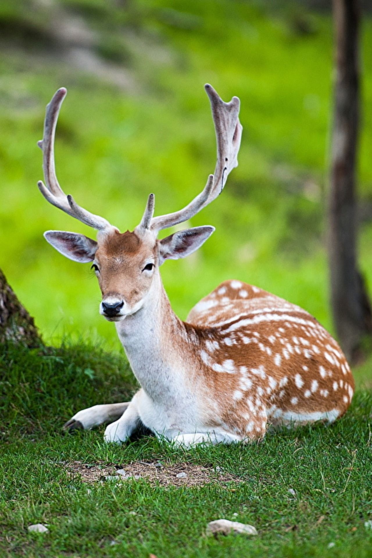 Fallow deer buck, Palmate antlers, Green forest clearing Fallow deer buck, Palmate antlers, Green forest clearing — 1280×1920 HD wallpaper