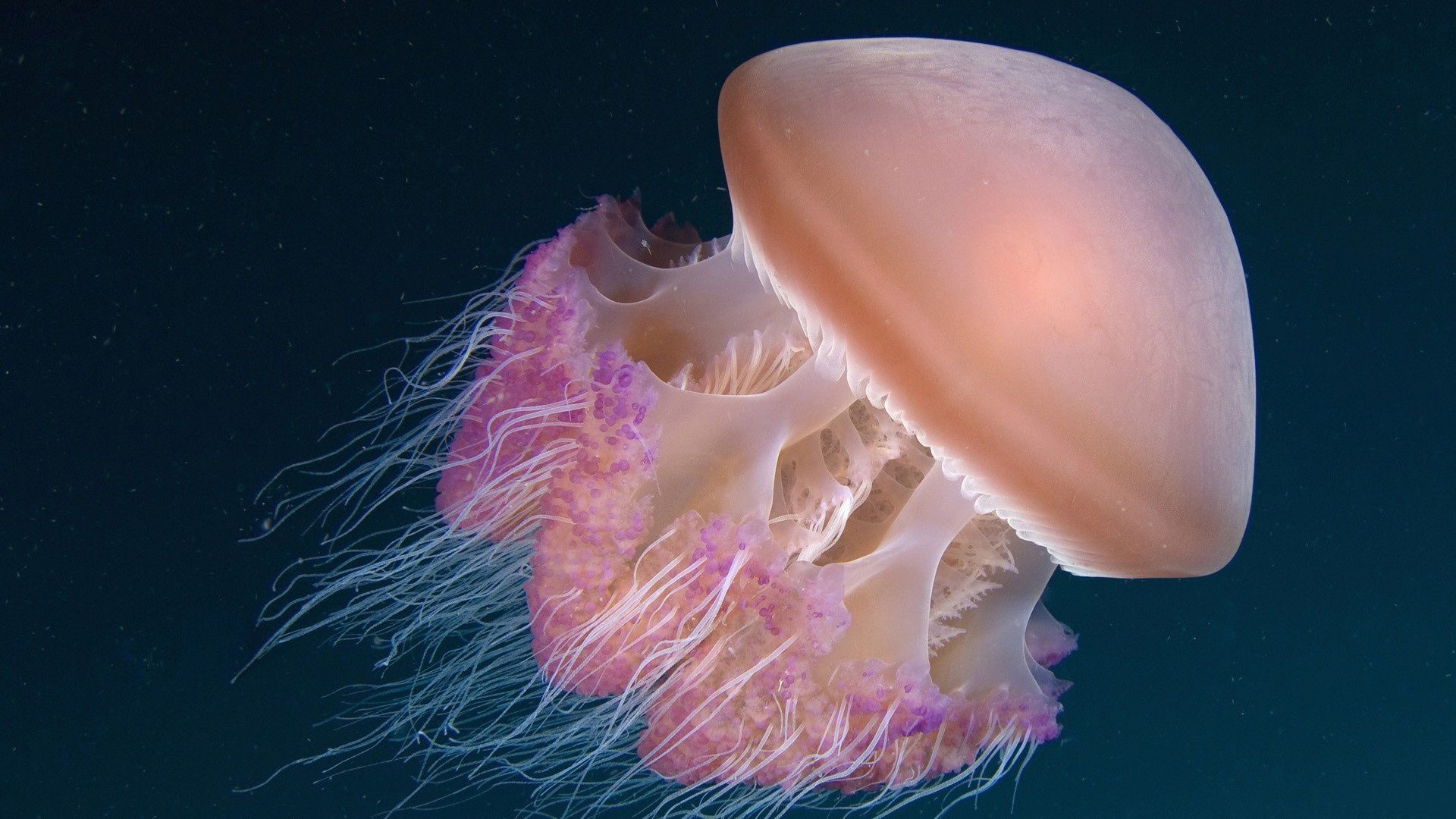 Cephea cephea, Jellyfish Wallpaper, Full HD Desktop Cephea cephea, Jellyfish Wallpaper, Full HD Desktop — 1920×1080 HD wallpaper