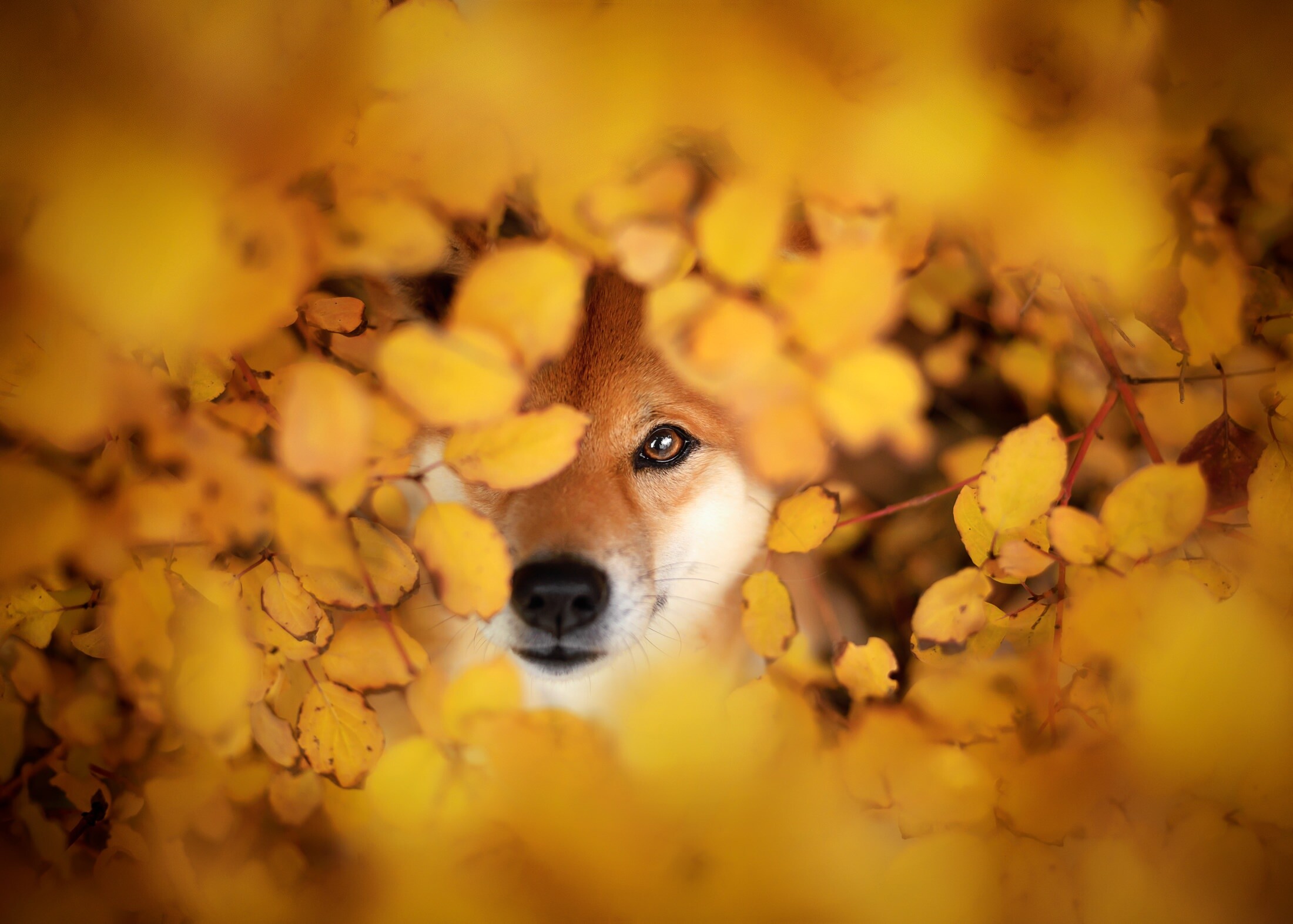 Shiba Inu peeking, Yellow autumn leaves, Golden foliage bokeh Shiba Inu peeking, Yellow autumn leaves, Golden foliage bokeh — 2200×1572 HD wallpaper