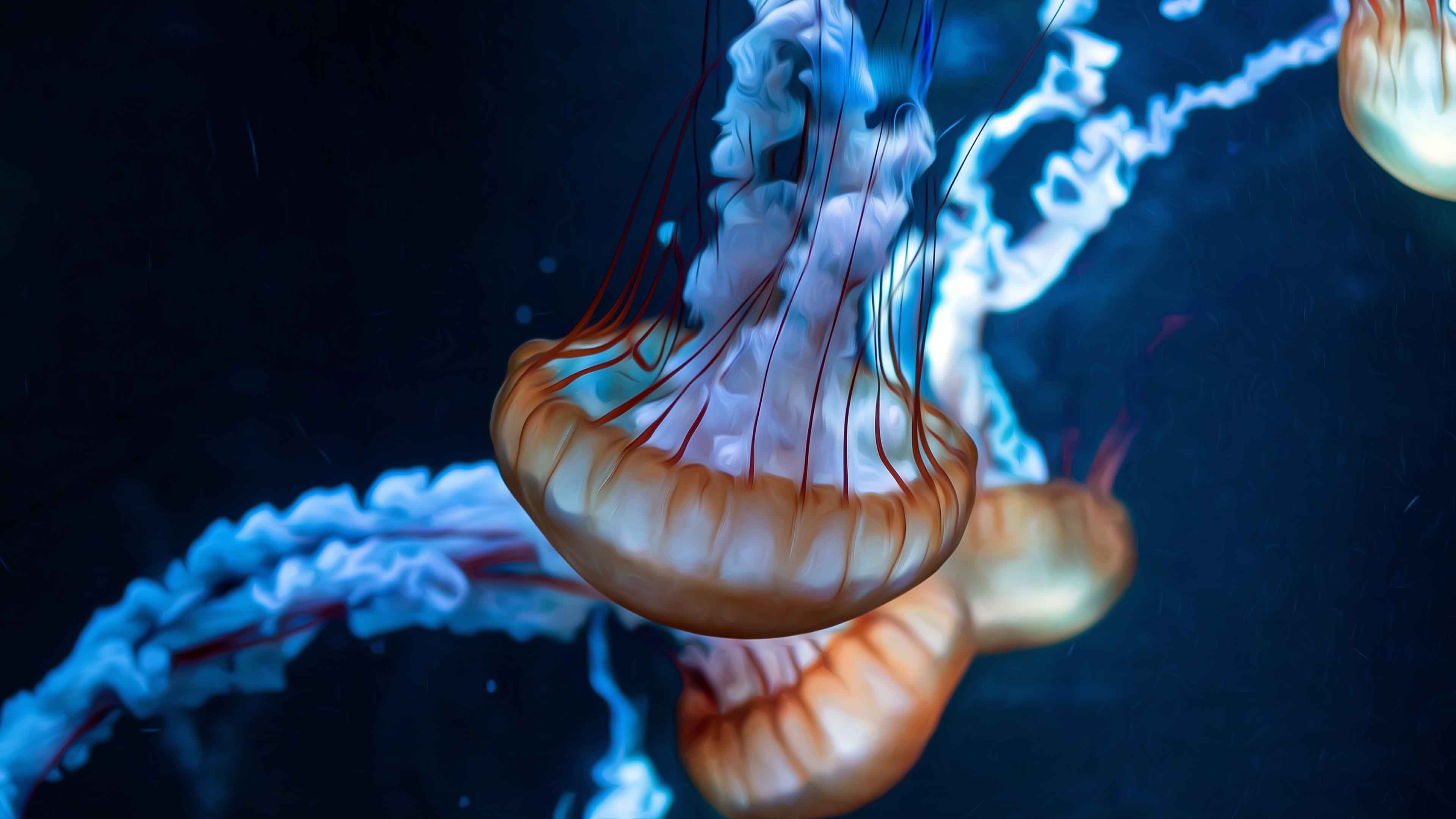 Pacific sea nettle jellyfish, Trailing tentacles, Dark blue aquarium Pacific sea nettle jellyfish, Trailing tentacles, Dark blue aquarium — 3840×2160 HD wallpaper