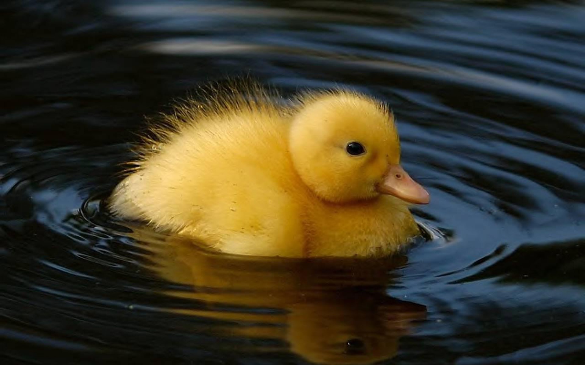Yellow duckling swimming, Dark rippling water, Pink duck bill Yellow duckling swimming, Dark rippling water, Pink duck bill — 1920×1200 HD wallpaper