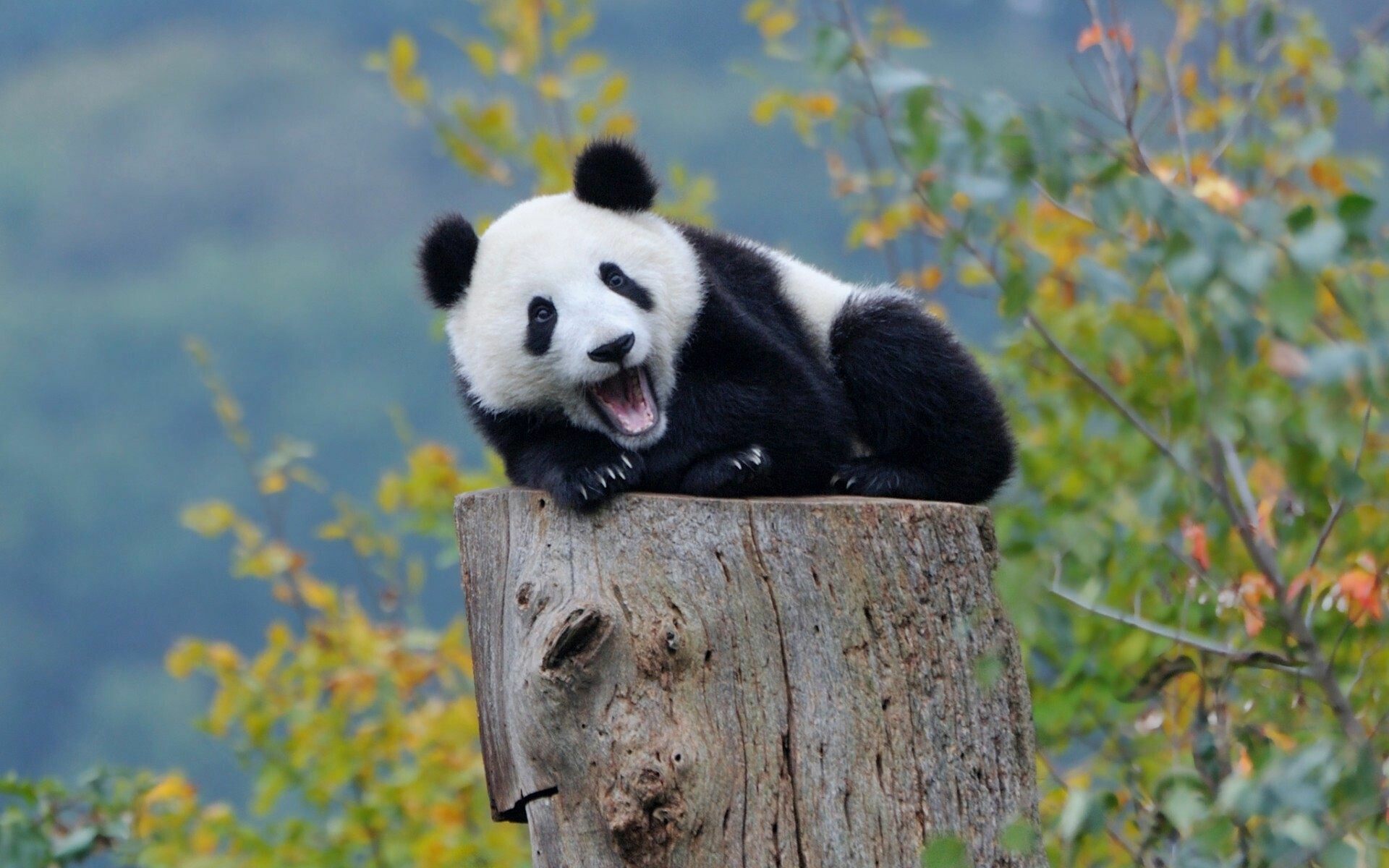Giant panda cub, Weathered tree stump, Blurred green foliage Giant panda cub, Weathered tree stump, Blurred green foliage — 1920×1200 HD wallpaper